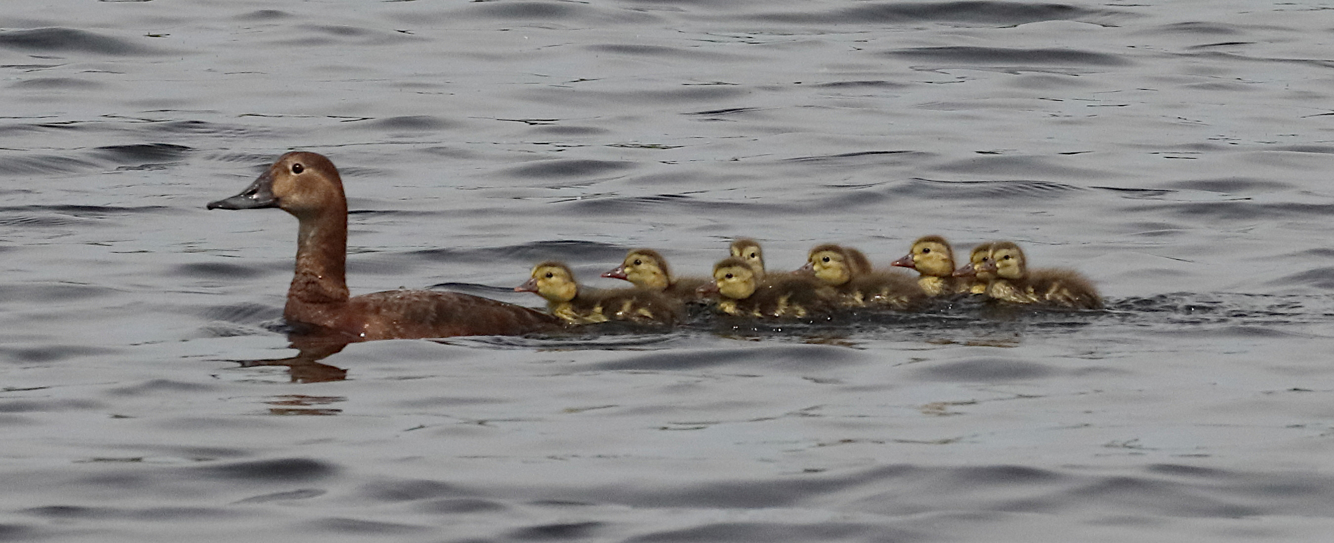 fuligule_milouin_-_aythya_ferina12bd