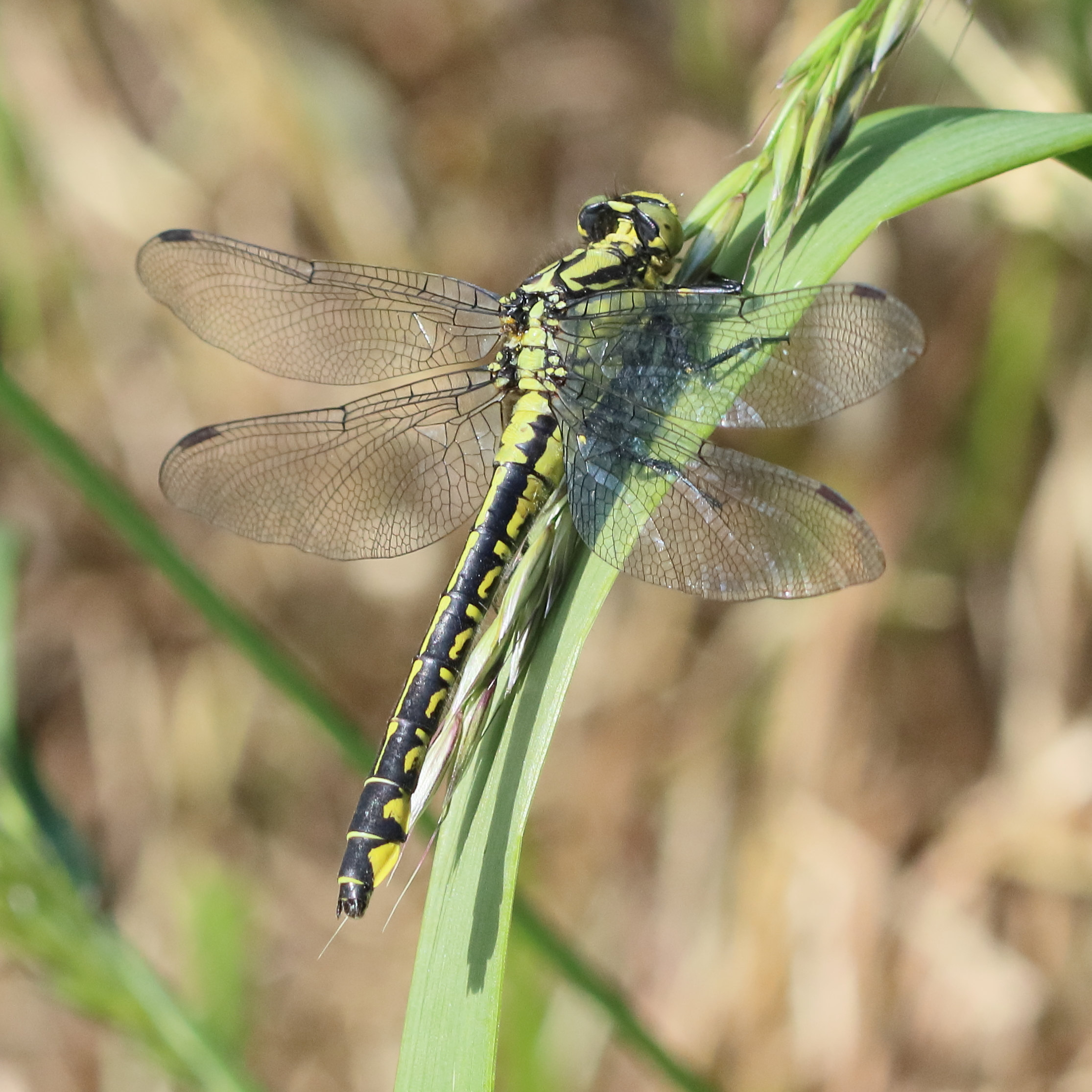 gomphus_vulgatissimus3bd