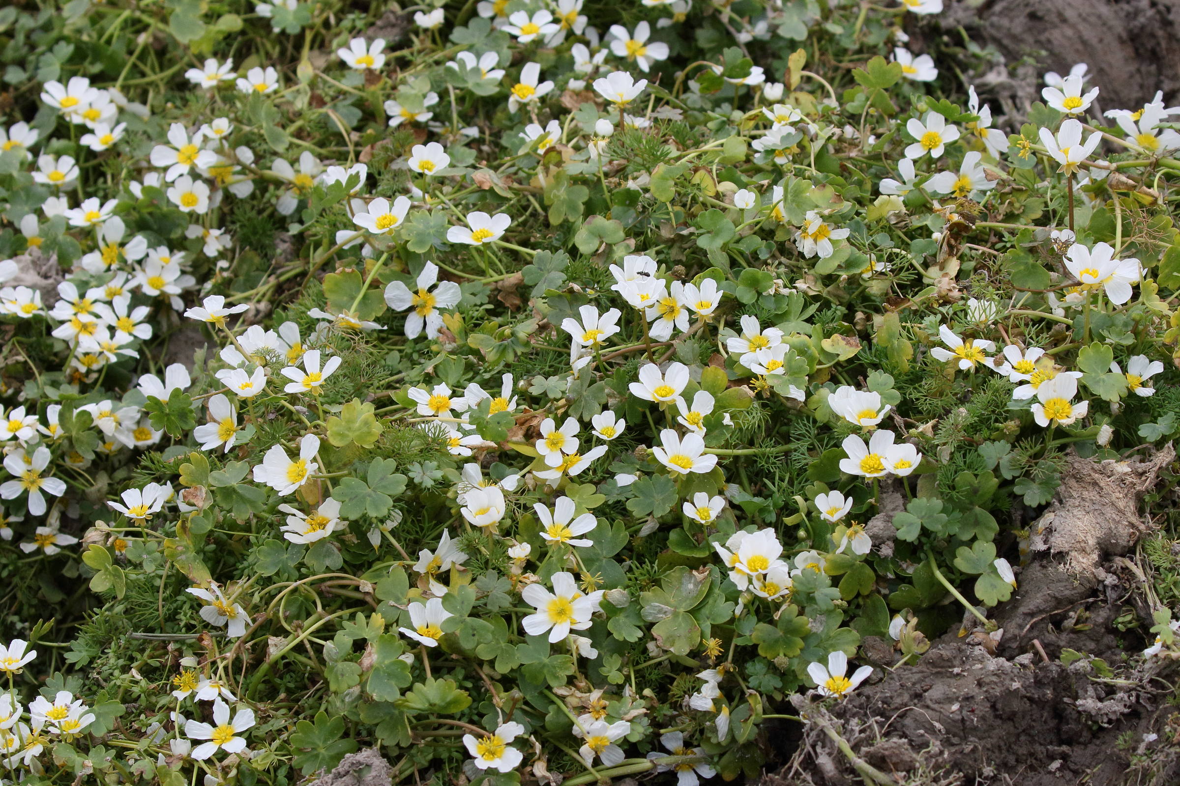 ranunculus_peltatus3bd