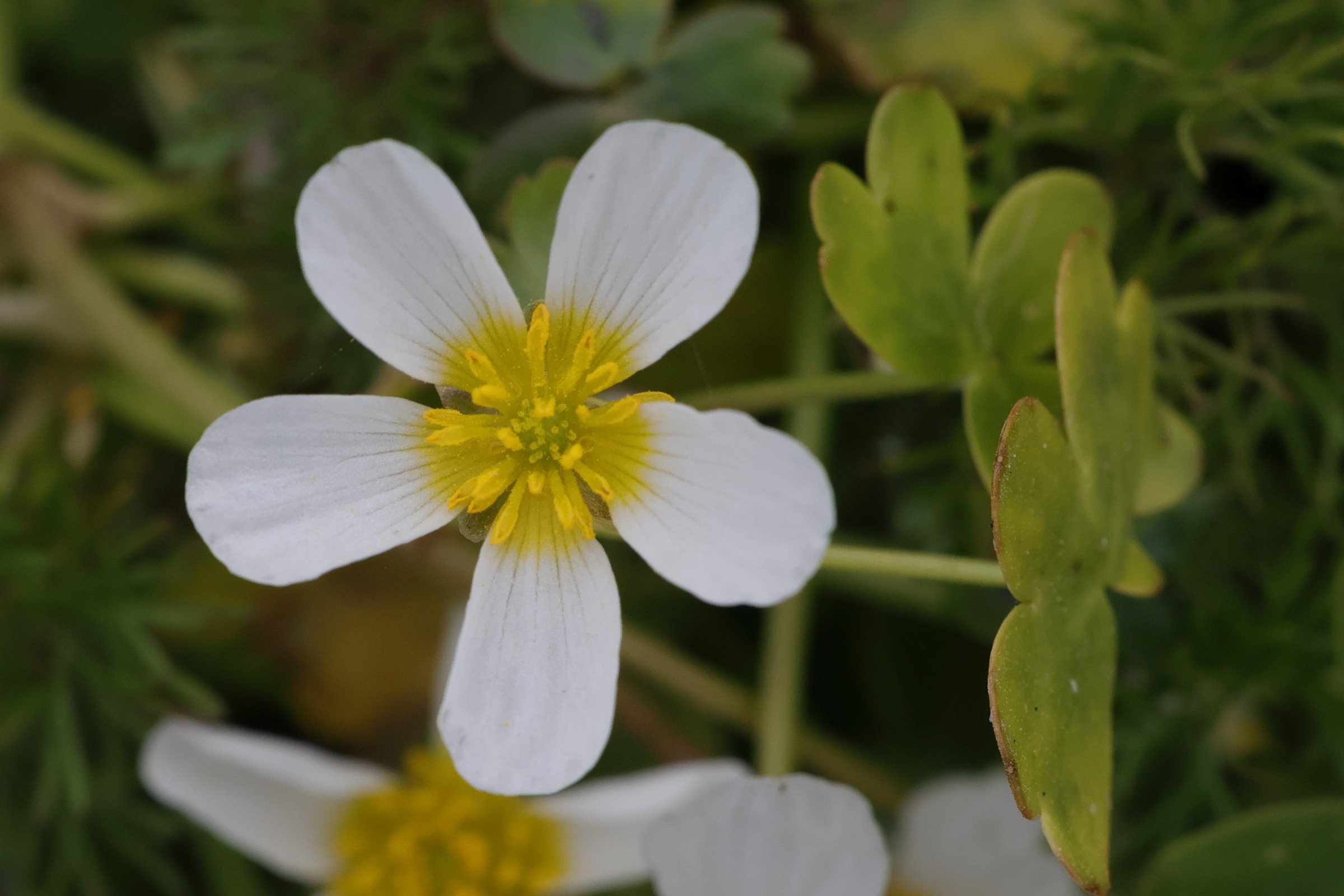 ranunculus_peltatus4md