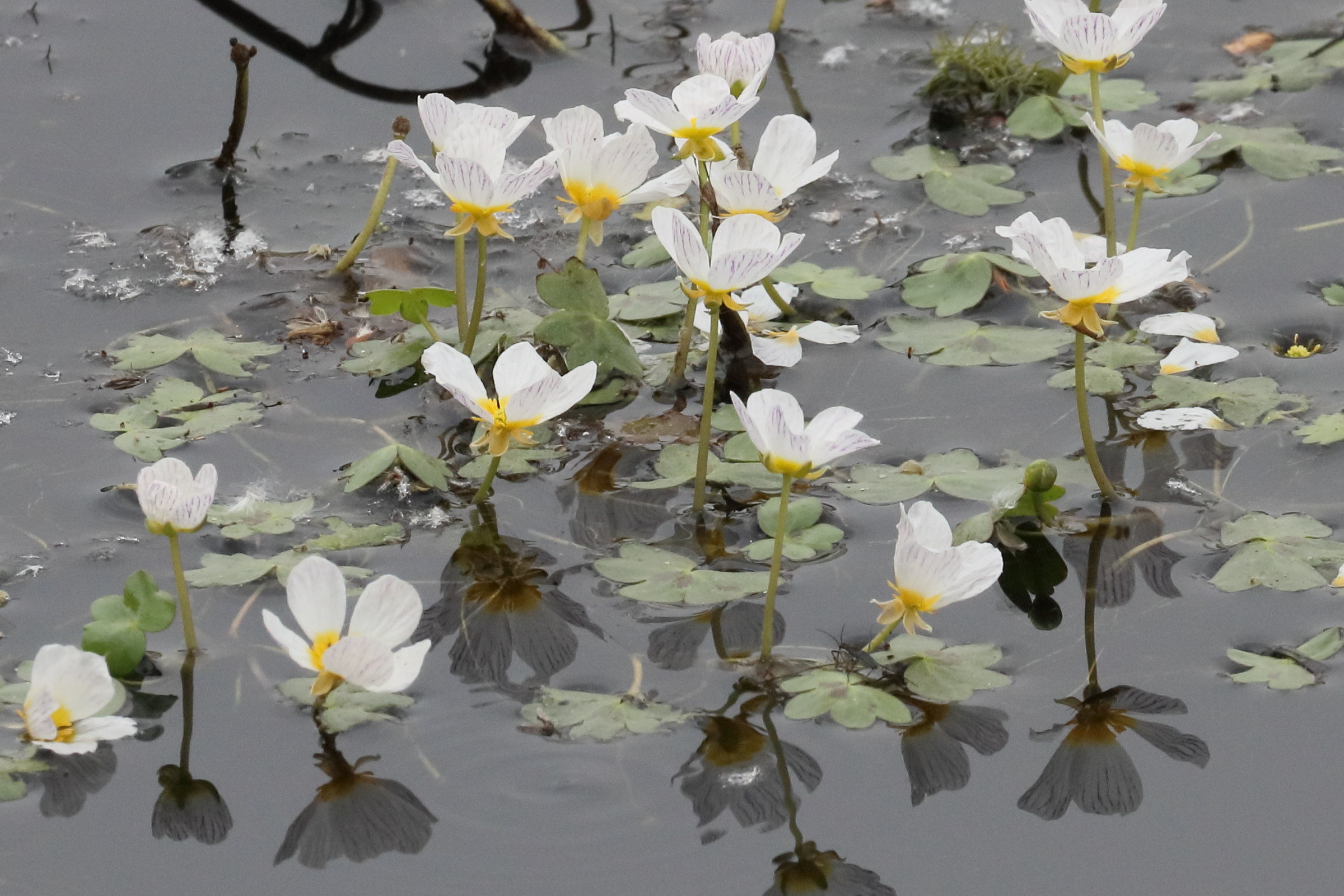 ranunculus_peltatus5bd