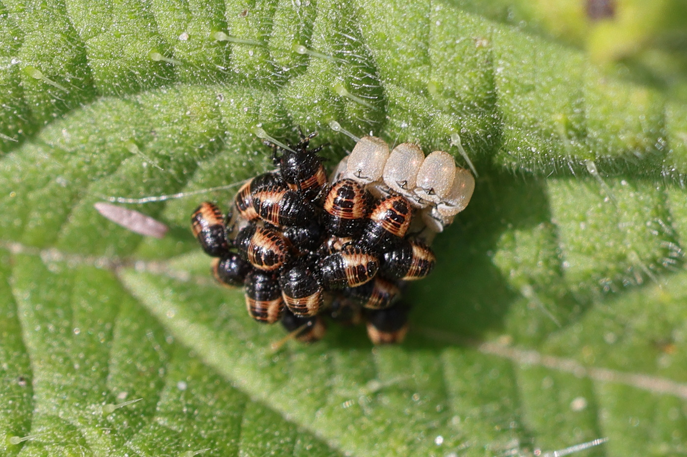 dolicoris_baccarum_juv1md