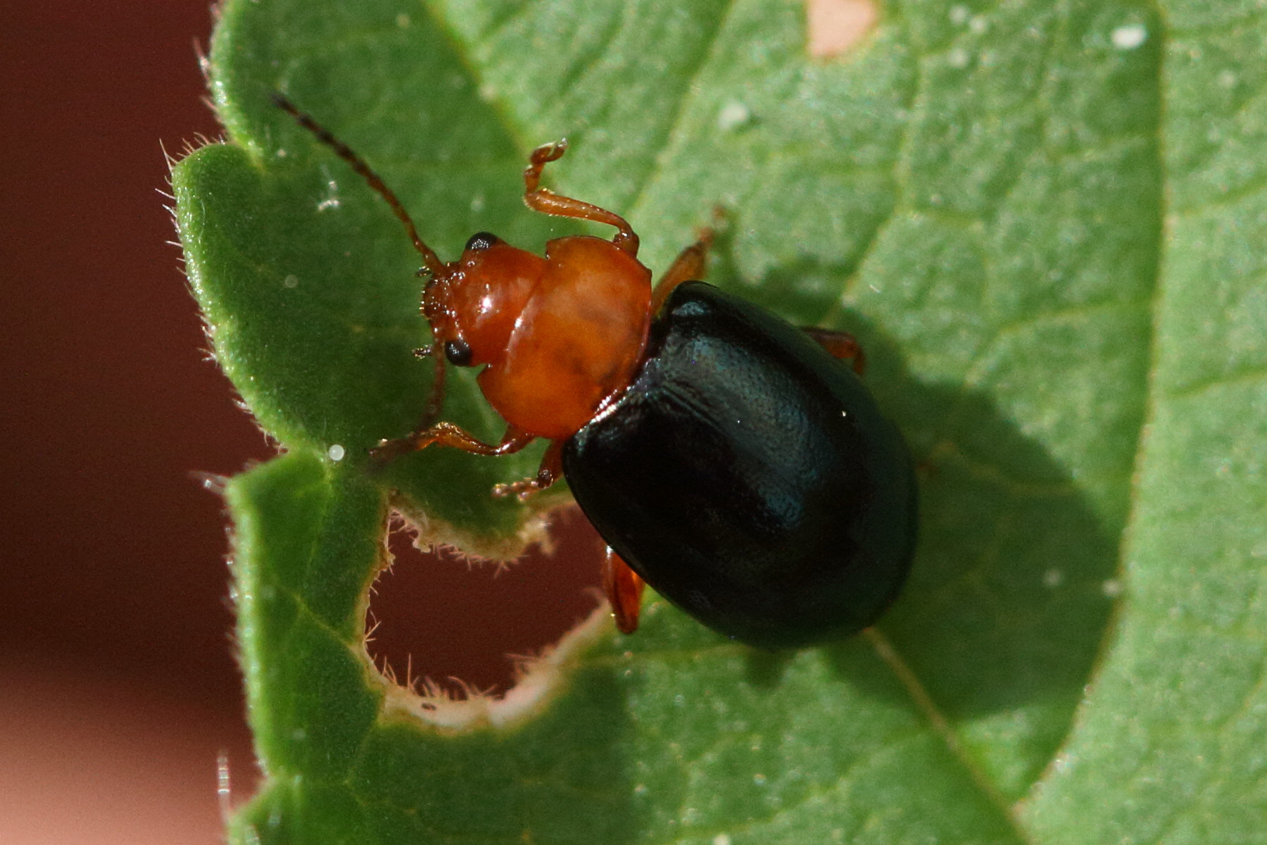 podagrica_fuscicornis3md