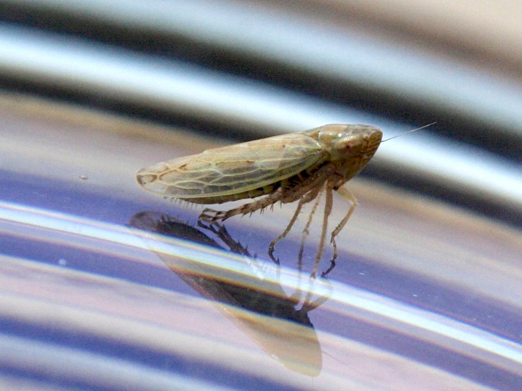 psammotettix_confinis2md