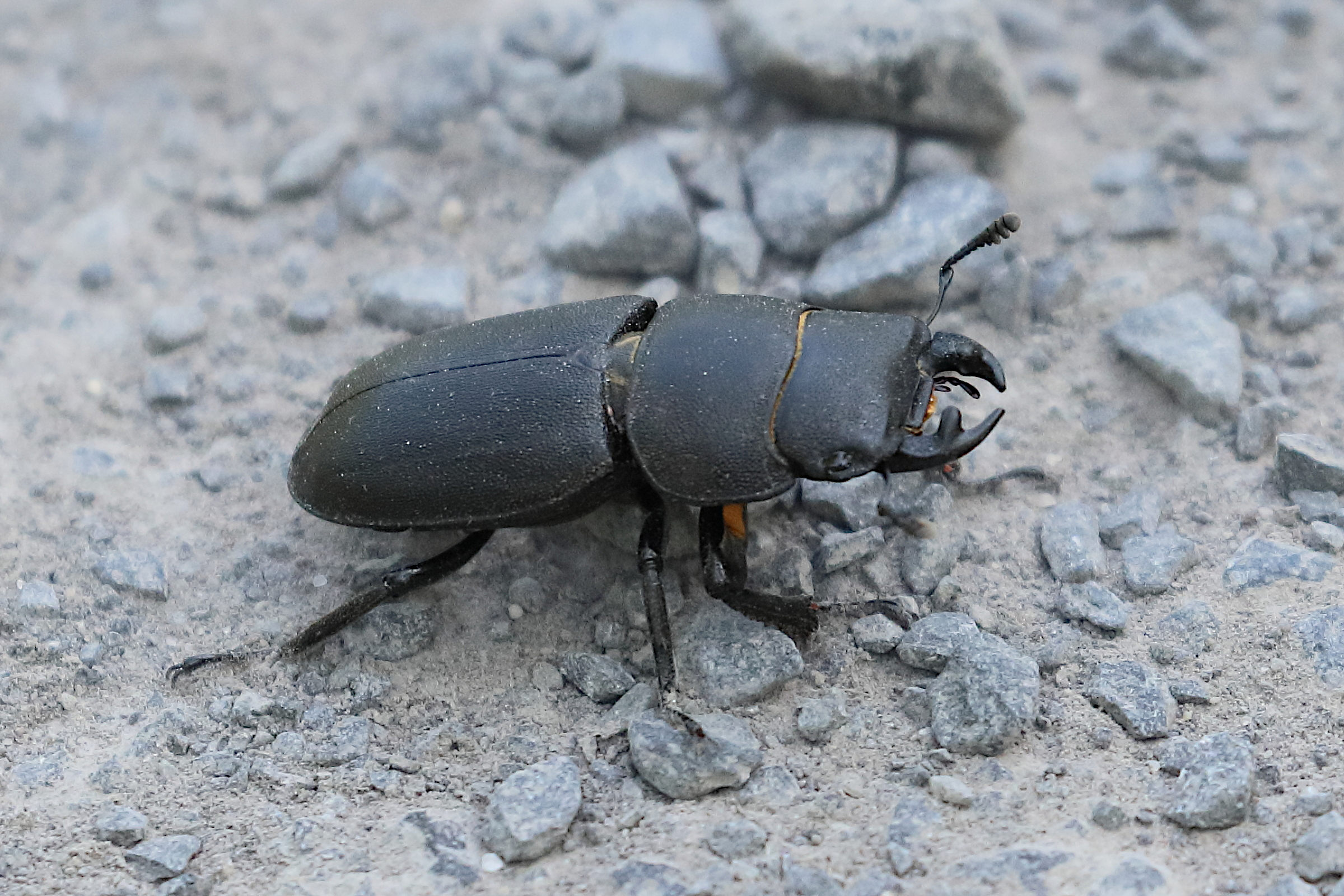dorcus_parallelipipedus8bd
