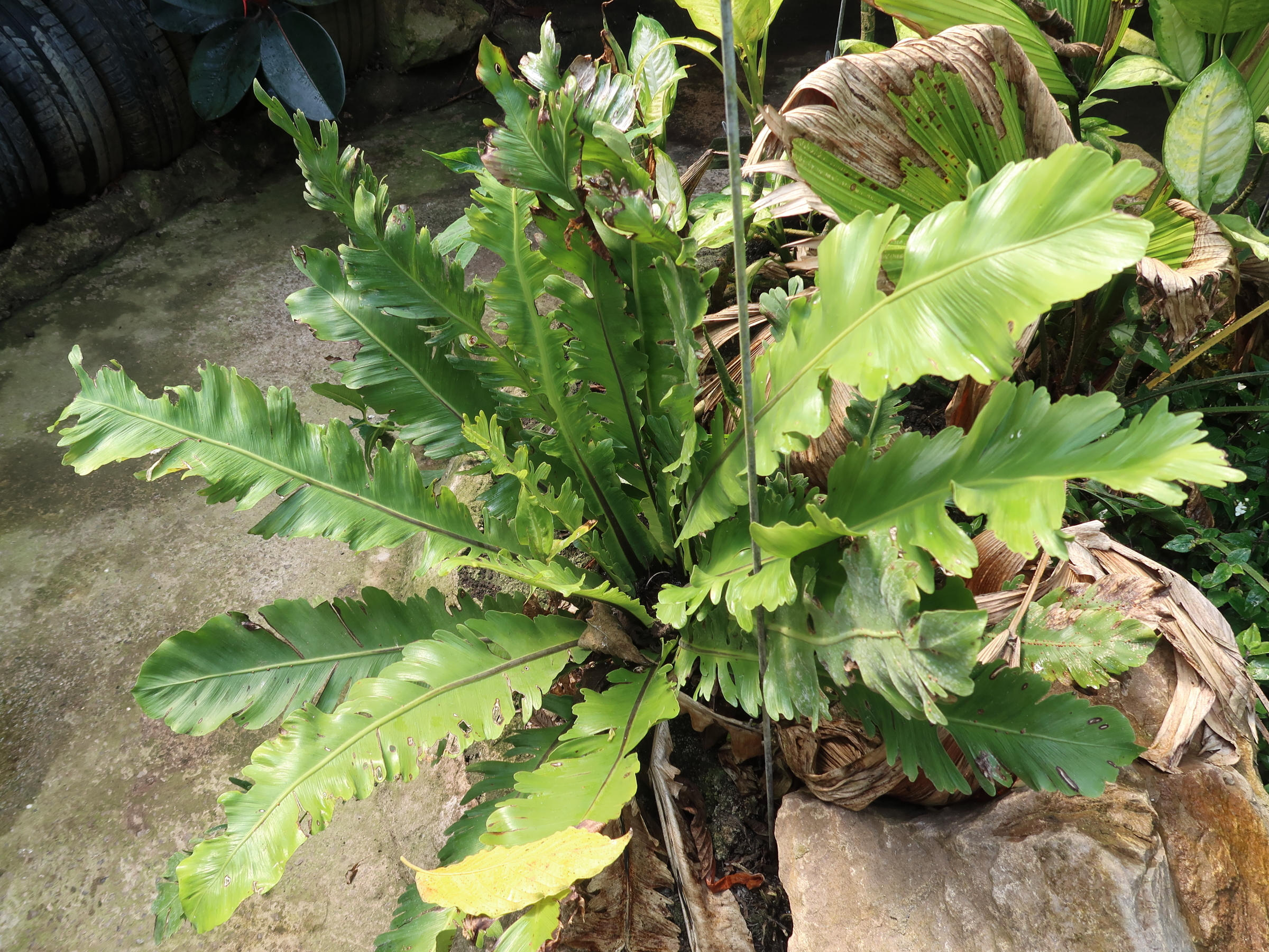 Afficher le média asplenium_nidus4md asplenium_nidus4md