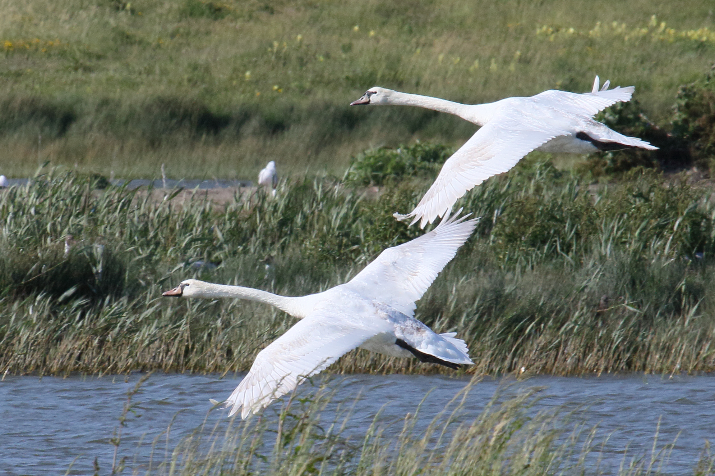 cygne_tubercule_-_cygnus_olor4md
