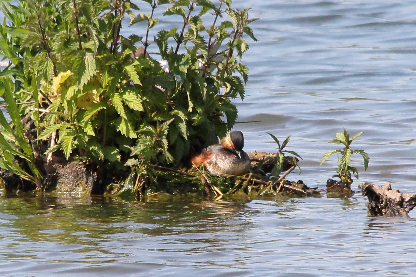grebe_a_cou_noir_-_podiceps_nigricollis_nid1md