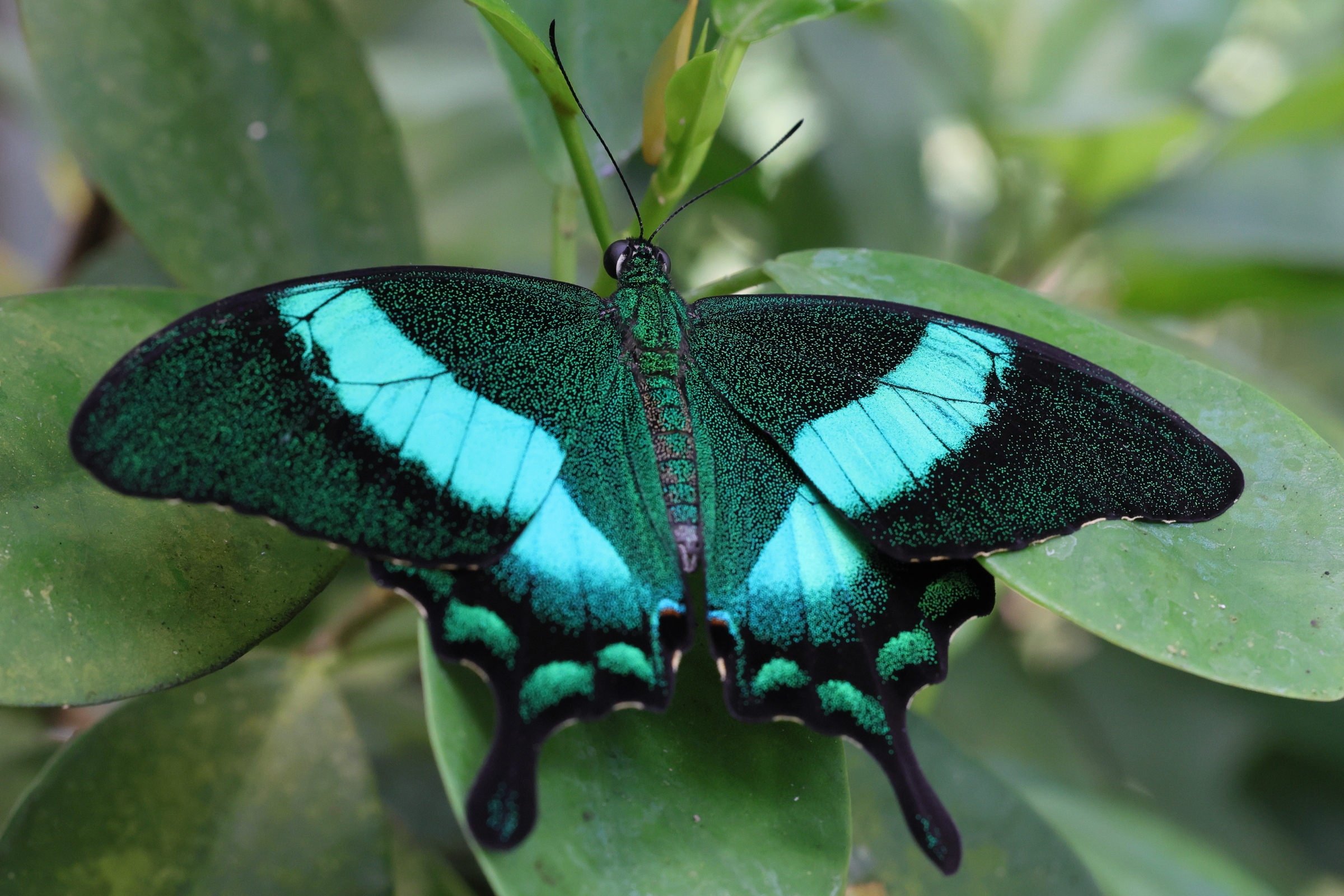 papilio_palinurus5md
