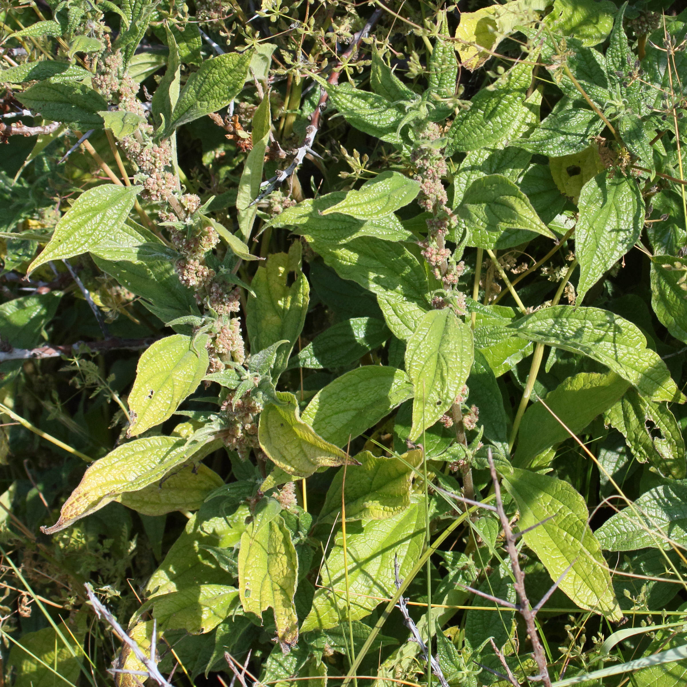 Afficher le média parietaria_officinalis7md parietaria_officinalis7md