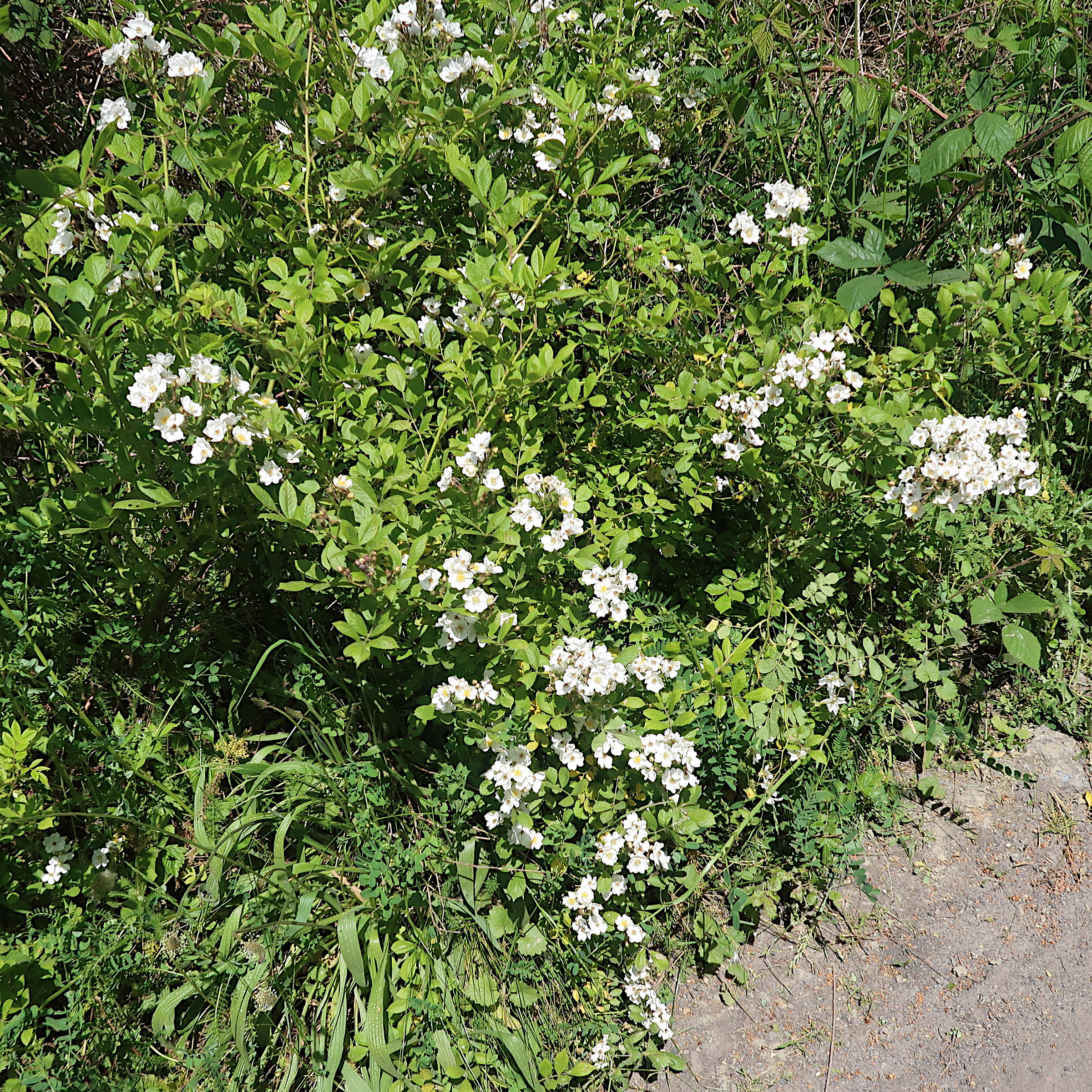 rosa_multiflora4md