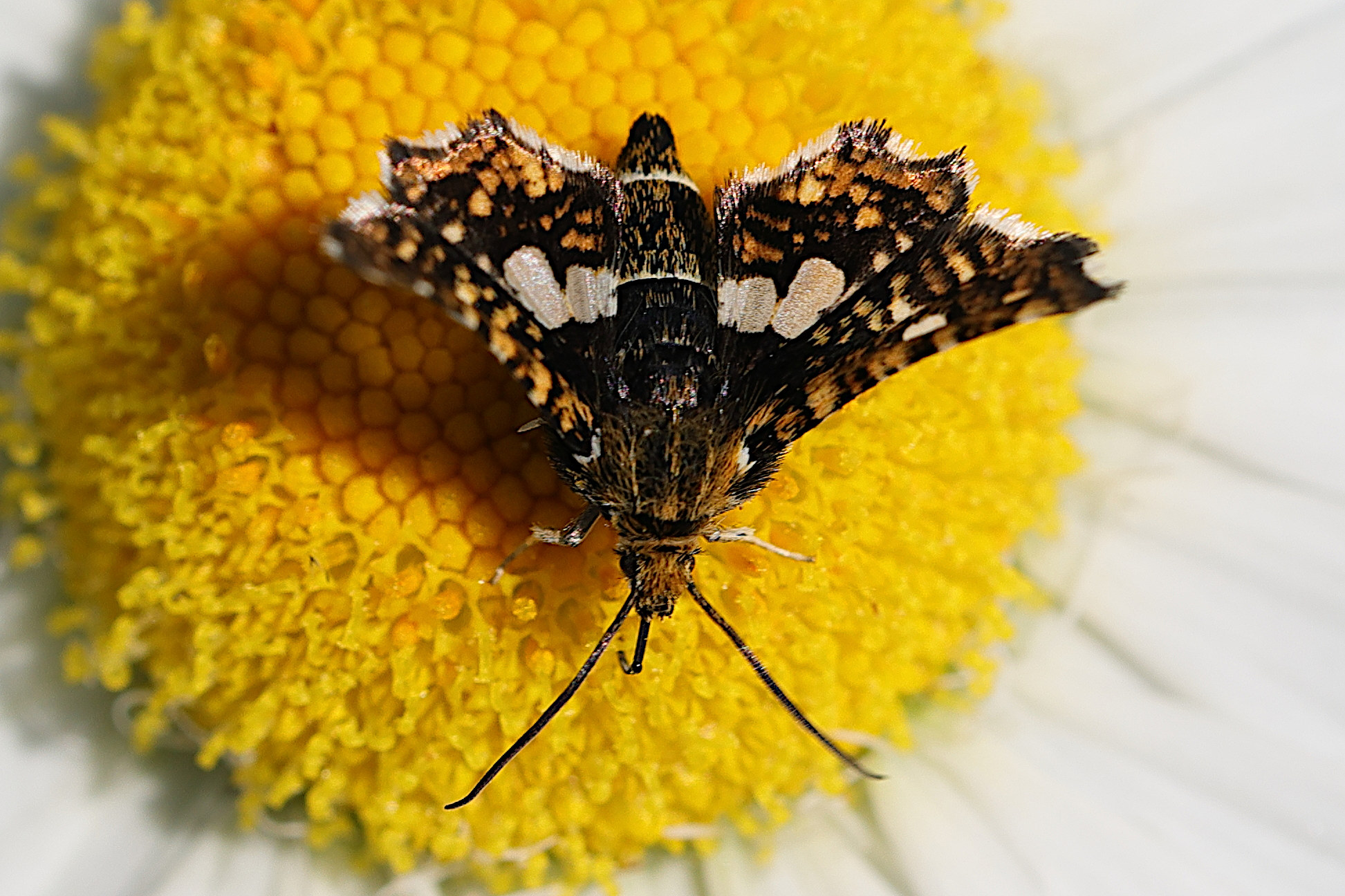 thyris_fenestrella3md