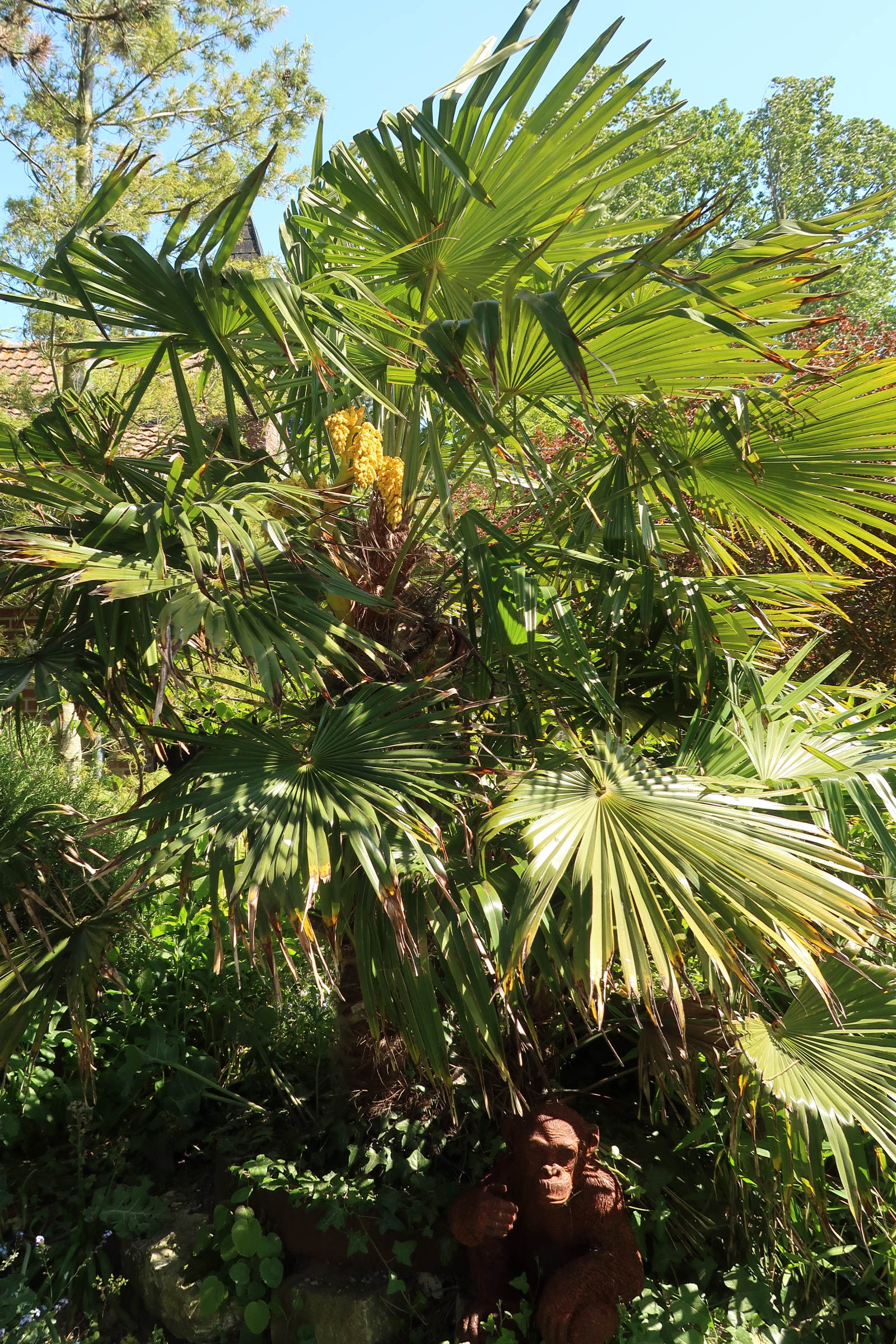 Afficher le média trachycarpus_fortunei11md trachycarpus_fortunei11md