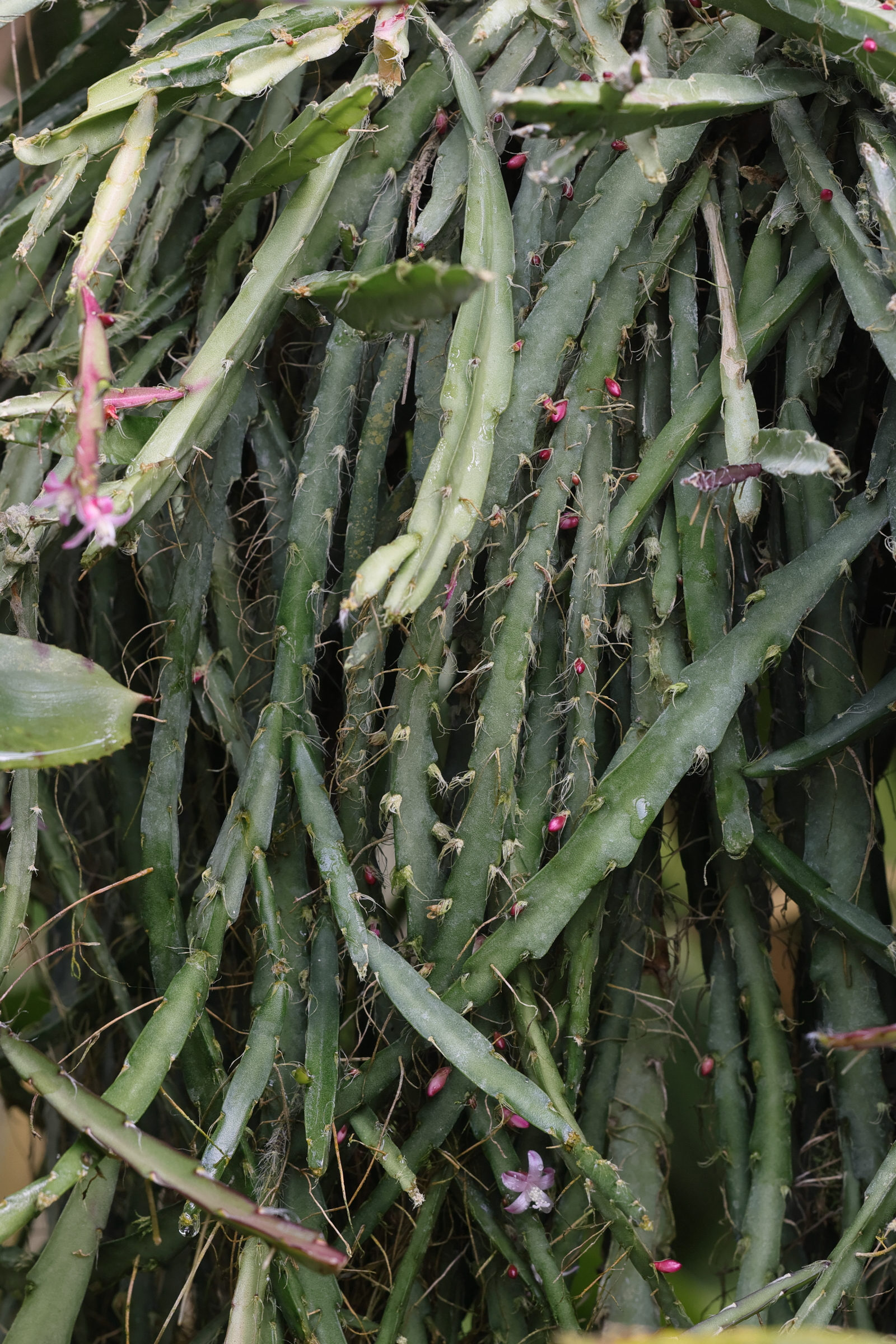 Afficher le média lepismium_cruciforme4md lepismium_cruciforme4md