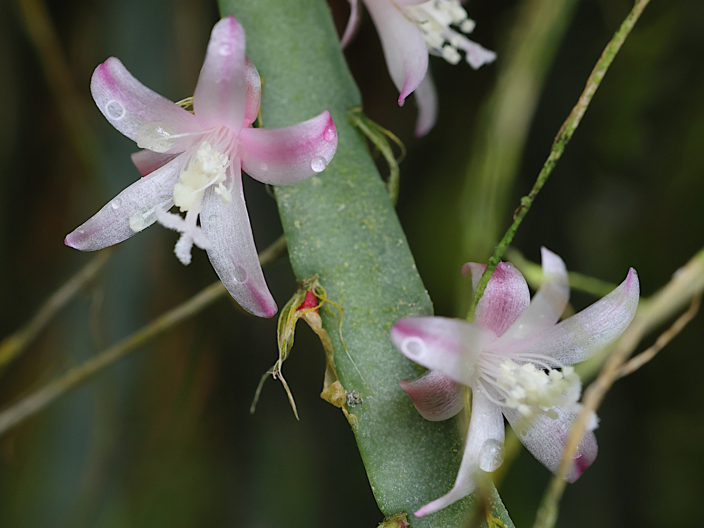 Afficher le média lepismium_cruciforme5md lepismium_cruciforme5md