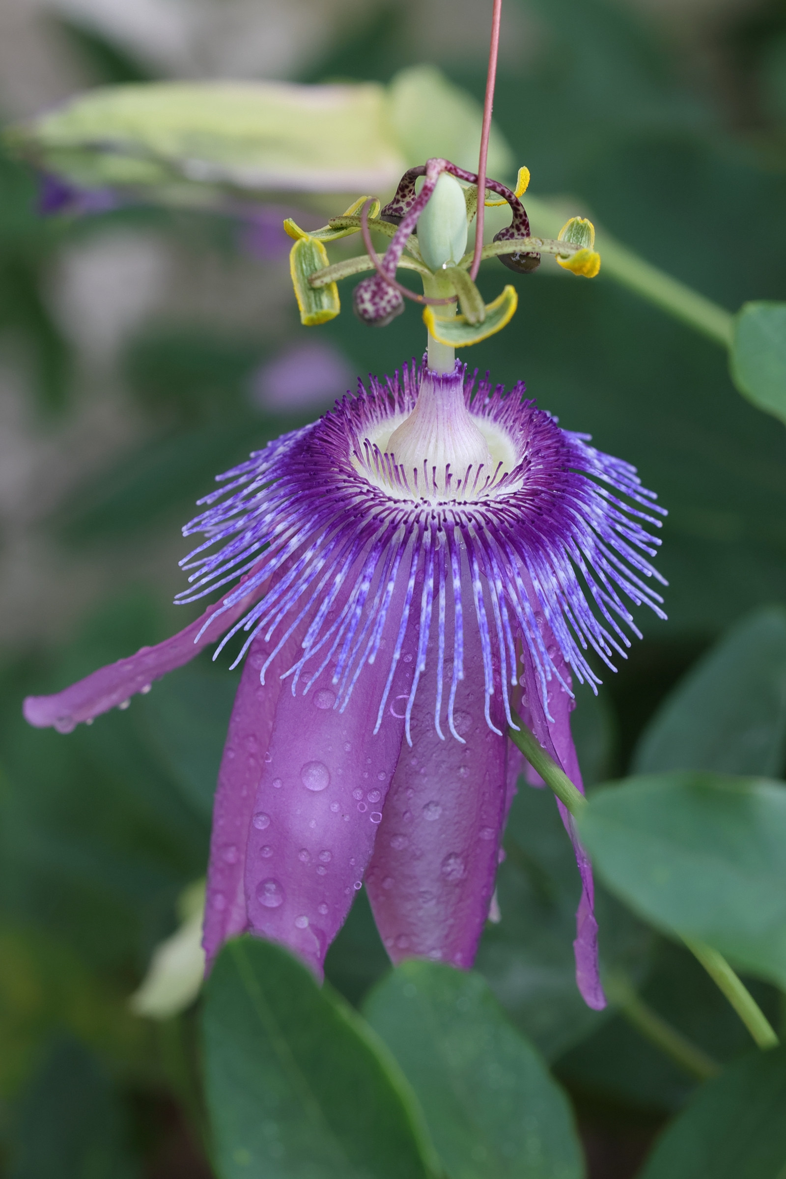 Afficher le média passiflora_amethystina1md passiflora_amethystina1md