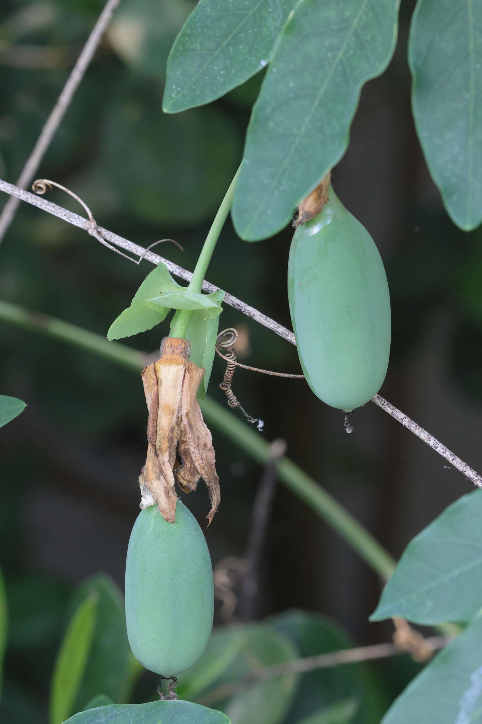 Afficher le média passiflora_amethystina2md passiflora_amethystina2md