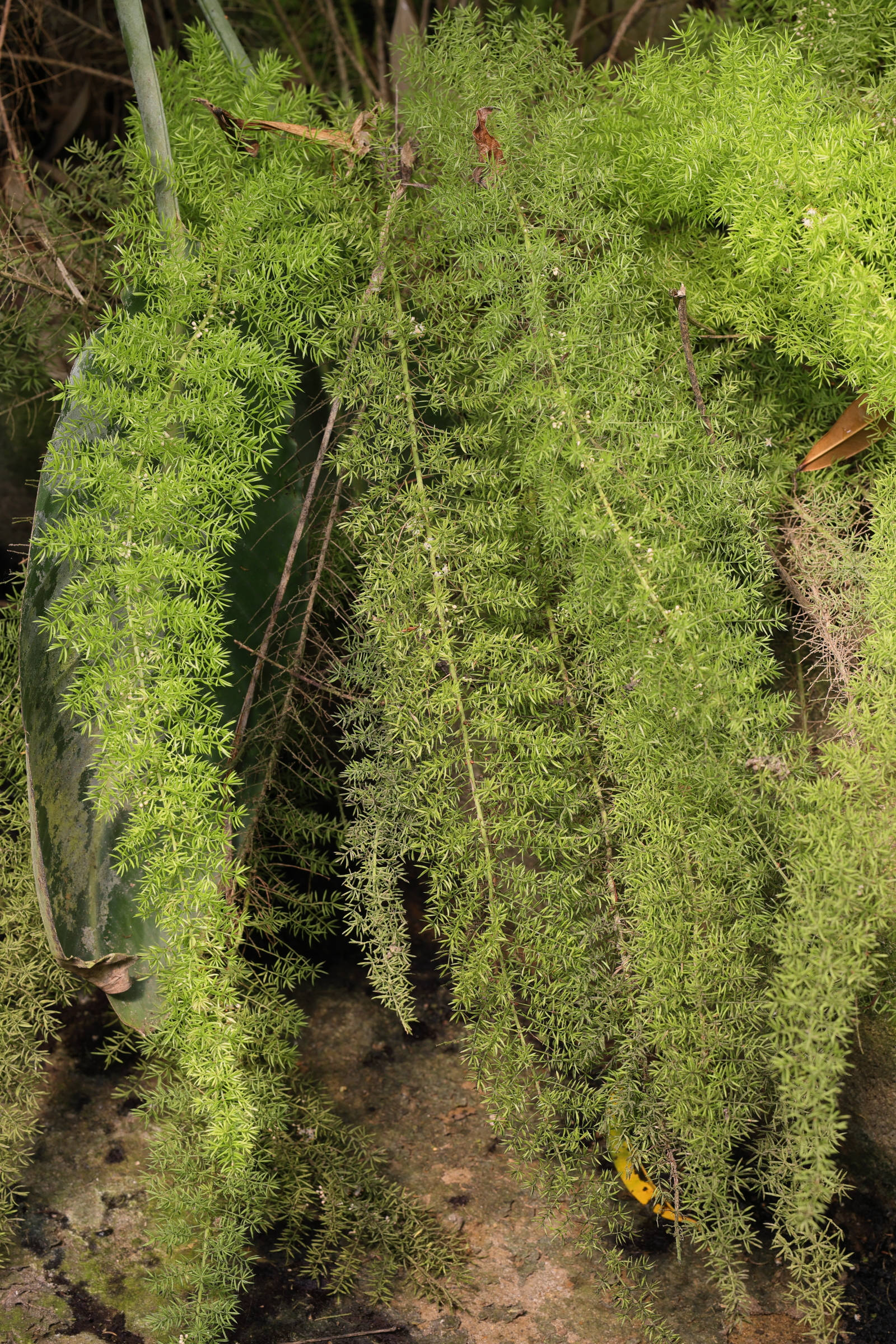 asparagus_aethiopicus6md