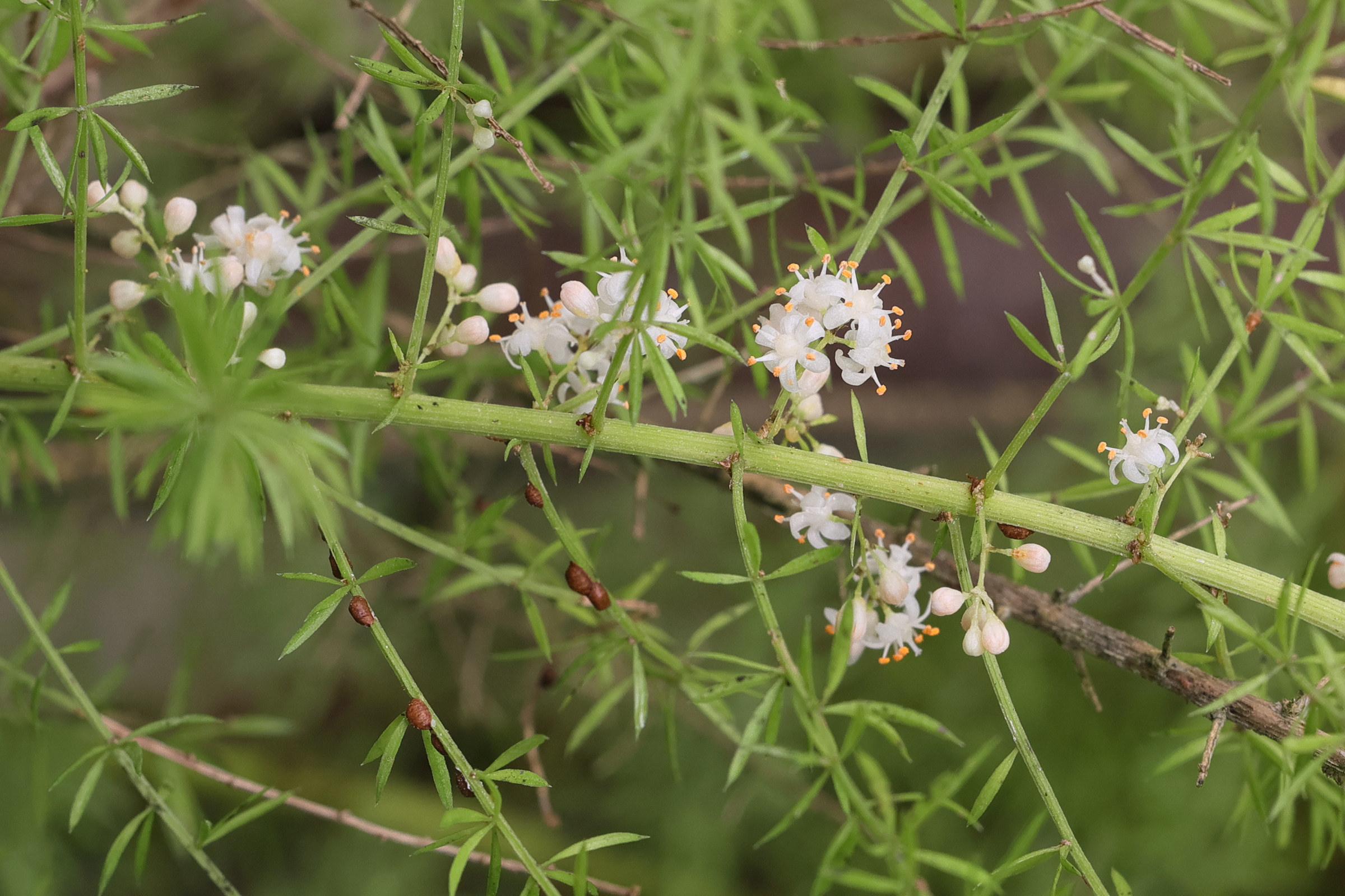 asparagus_aethiopicus7md