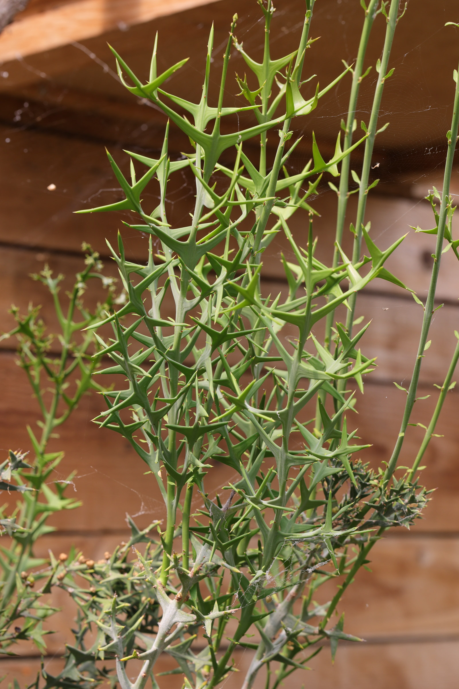 colletia_paradoxa6md