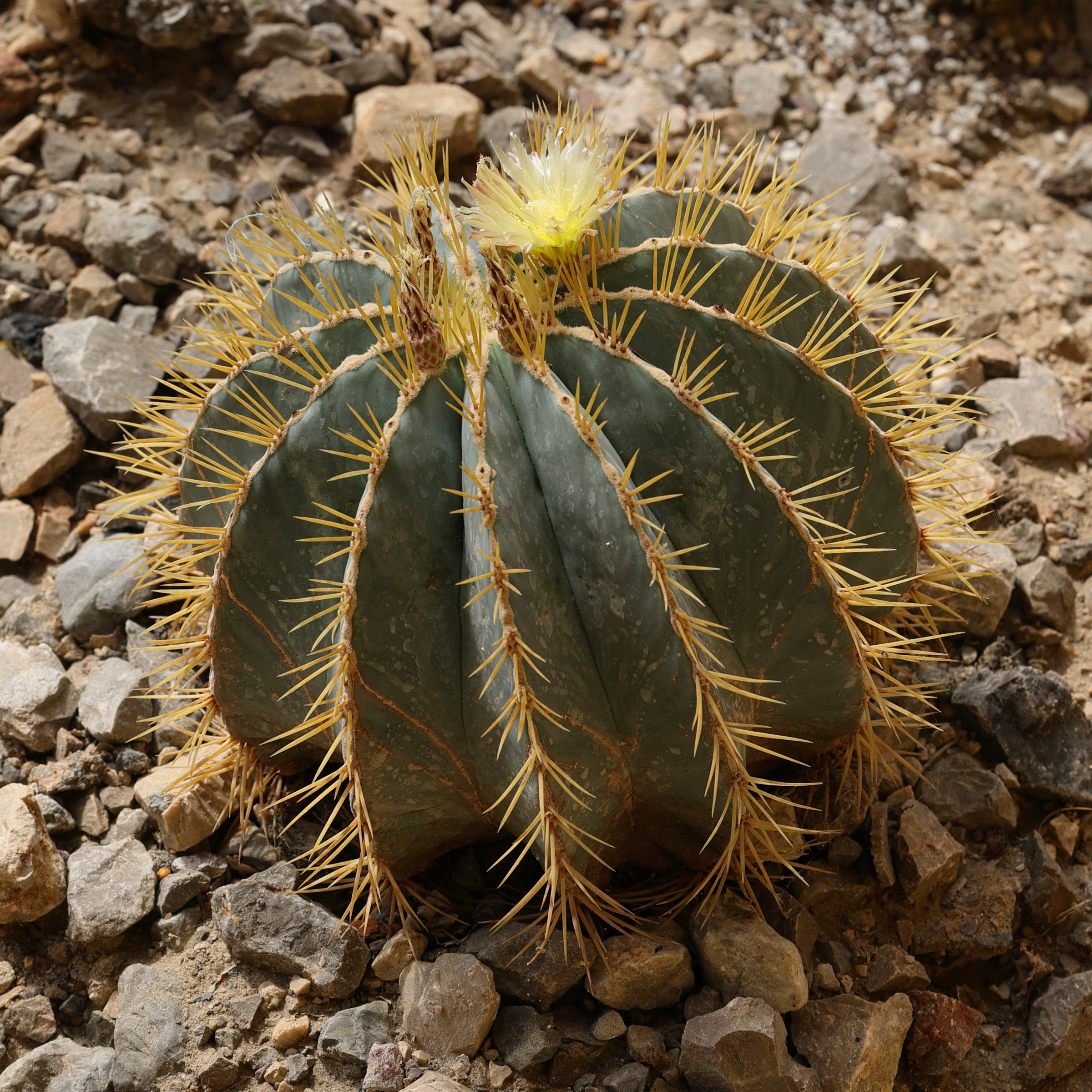 Afficher le média ferocactus_glaucescens1md ferocactus_glaucescens1md