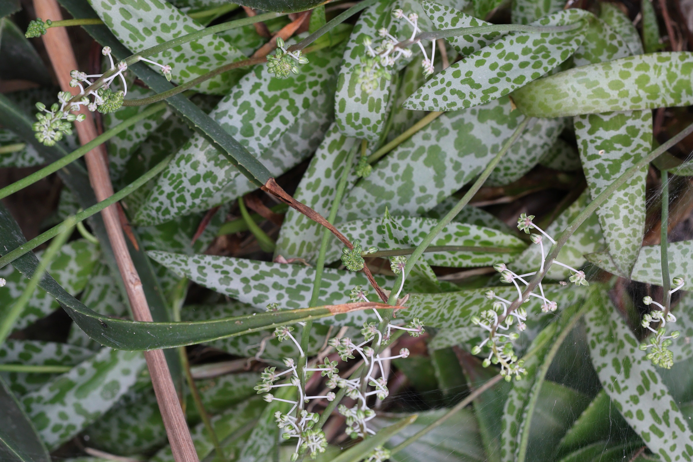 Afficher le média ledebouria_socialis4md ledebouria_socialis4md