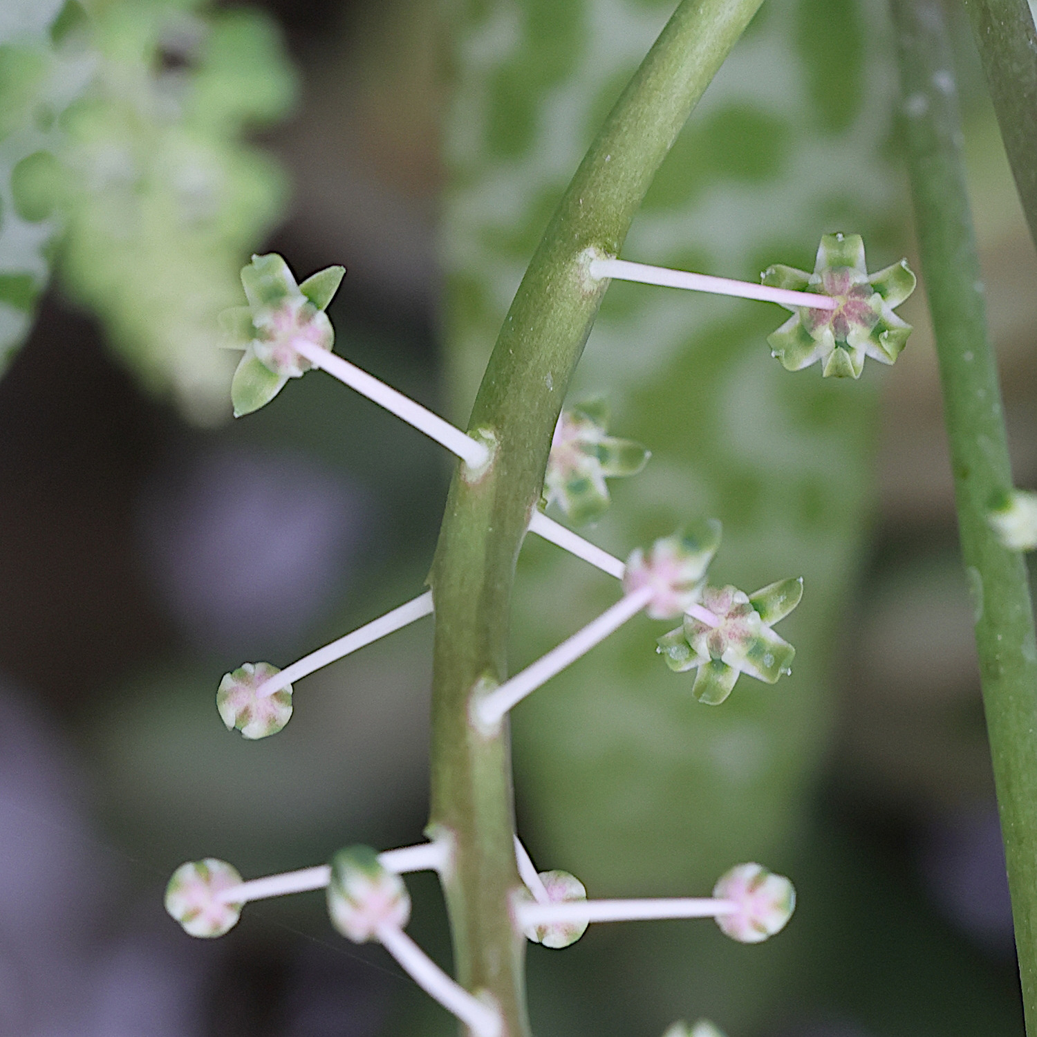 Afficher le média ledebouria_socialis5md ledebouria_socialis5md