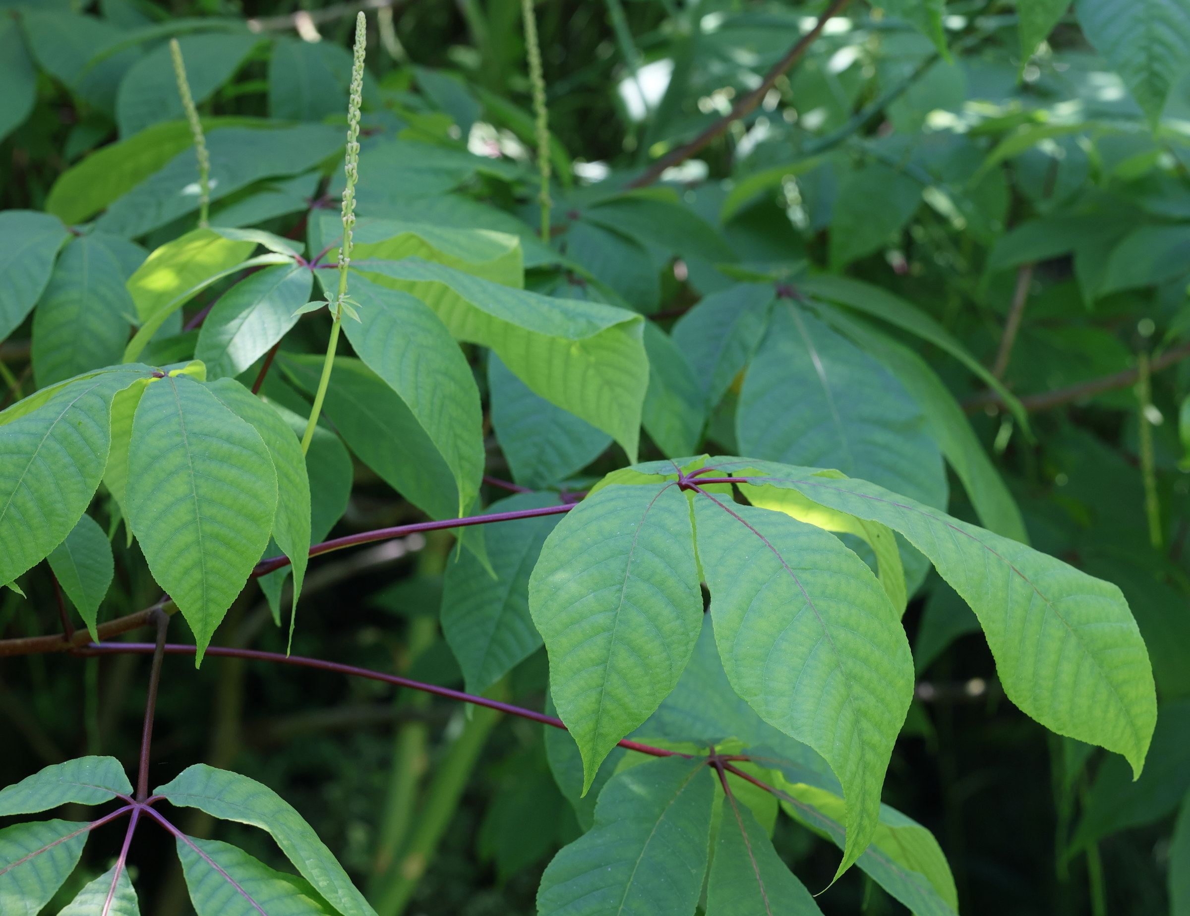 aesculus_parviflora6md