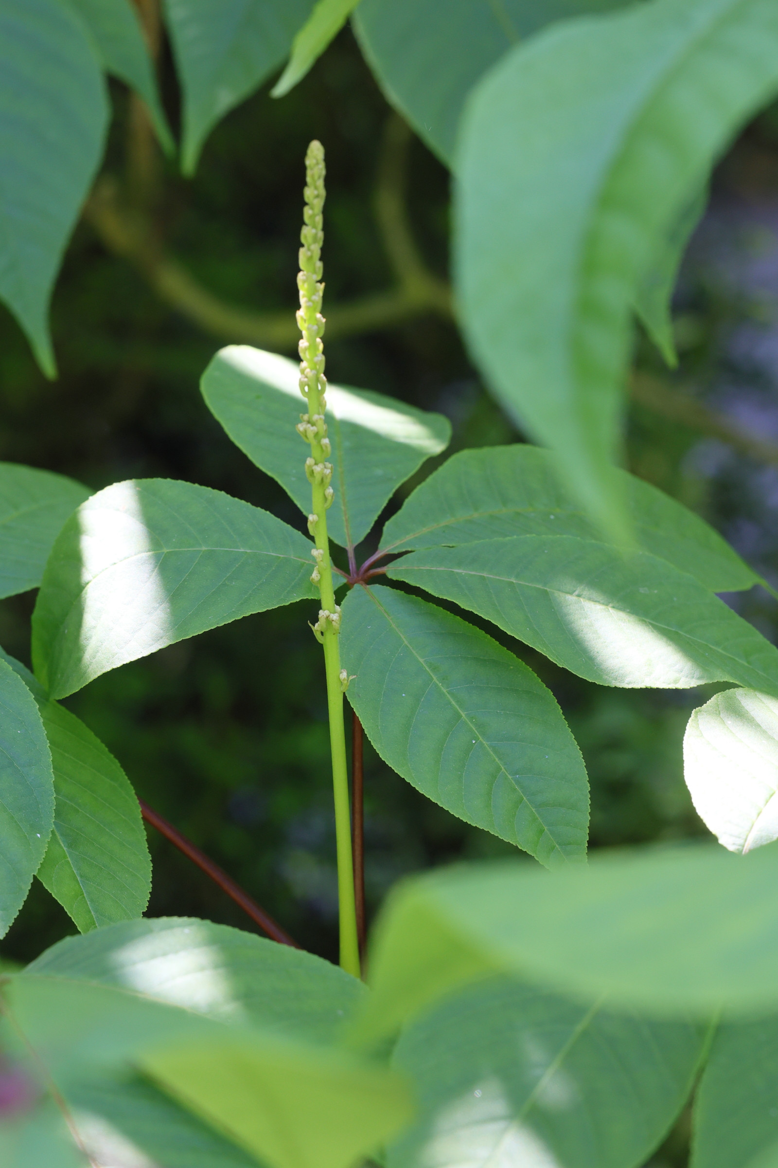 aesculus_parviflora7md