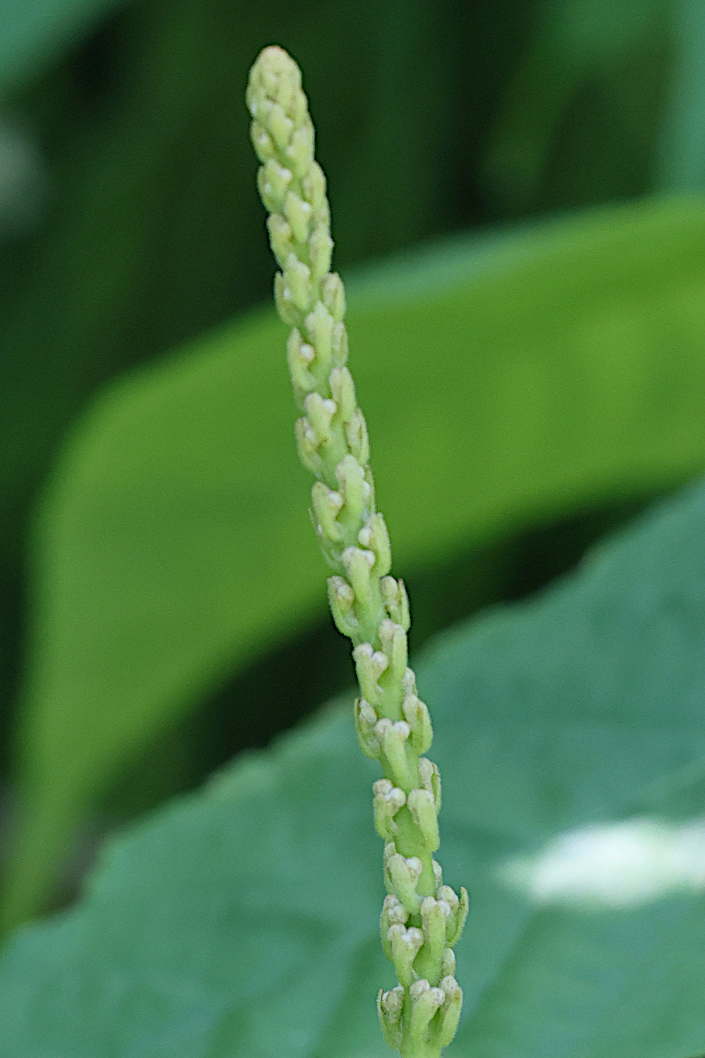 aesculus_parviflora8md