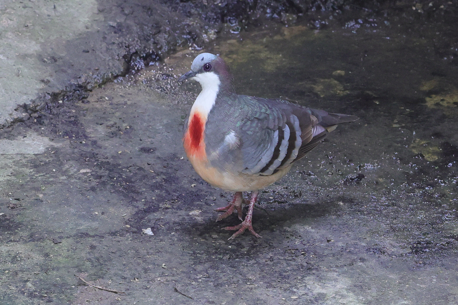 Afficher le média colombe_poignardee_-_gallicolumba_luzonica3md colombe_poignardee_-_gallicolumba_luzonica3md