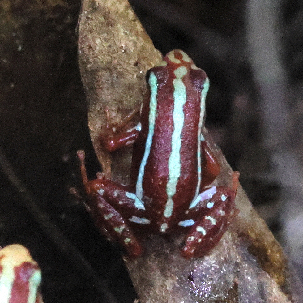 epipedobates_anthonyi1md