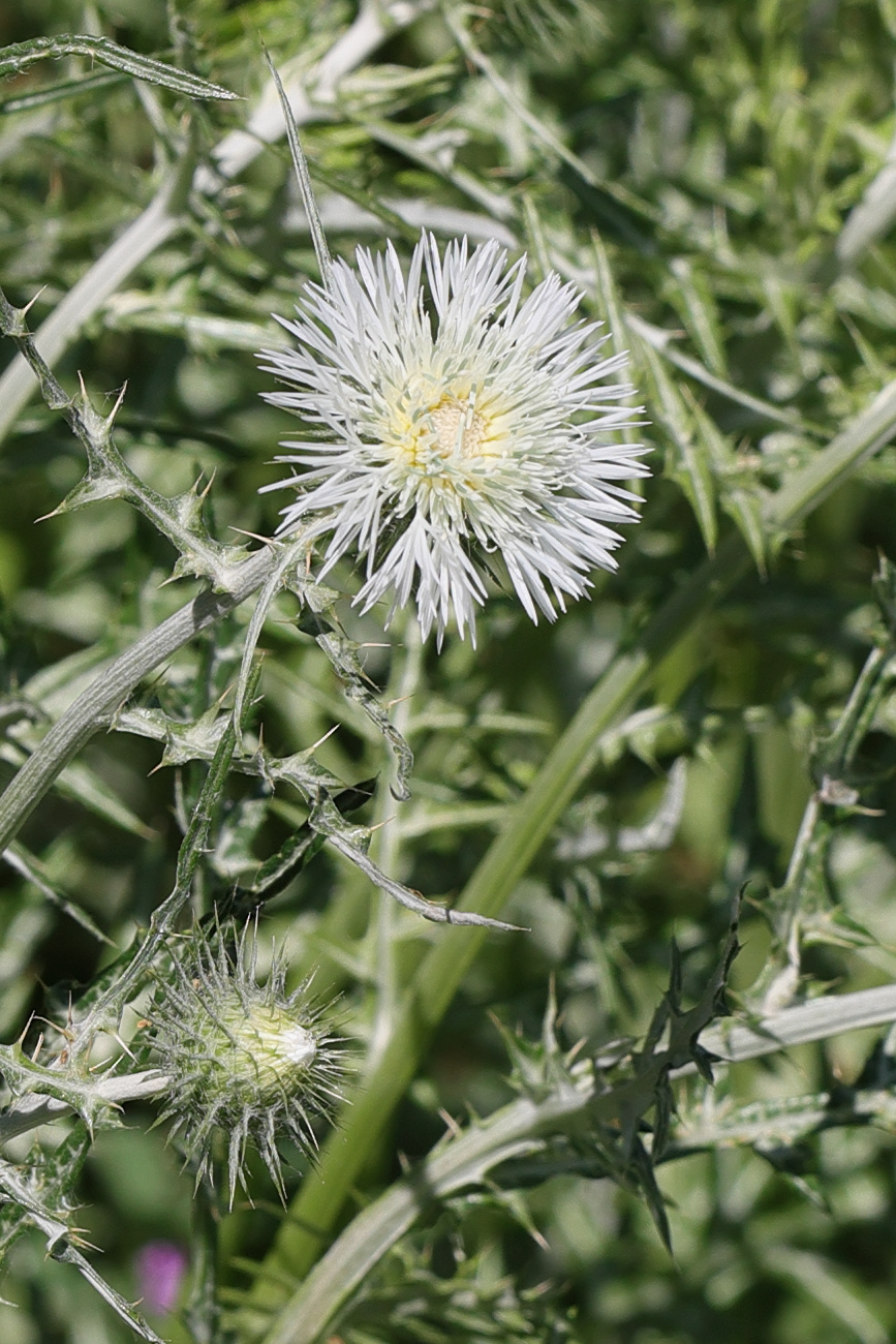 Afficher le média galactites_tomentosus10md galactites_tomentosus10md