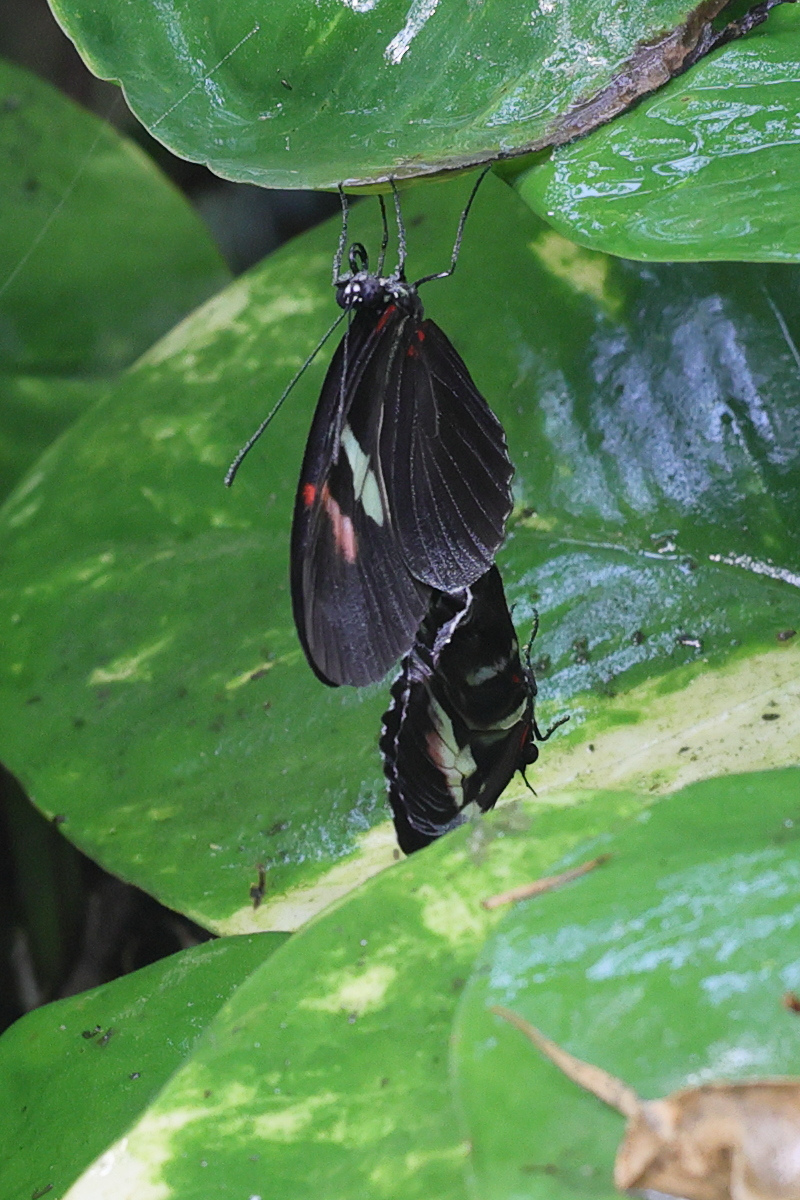 heliconius_erato3md