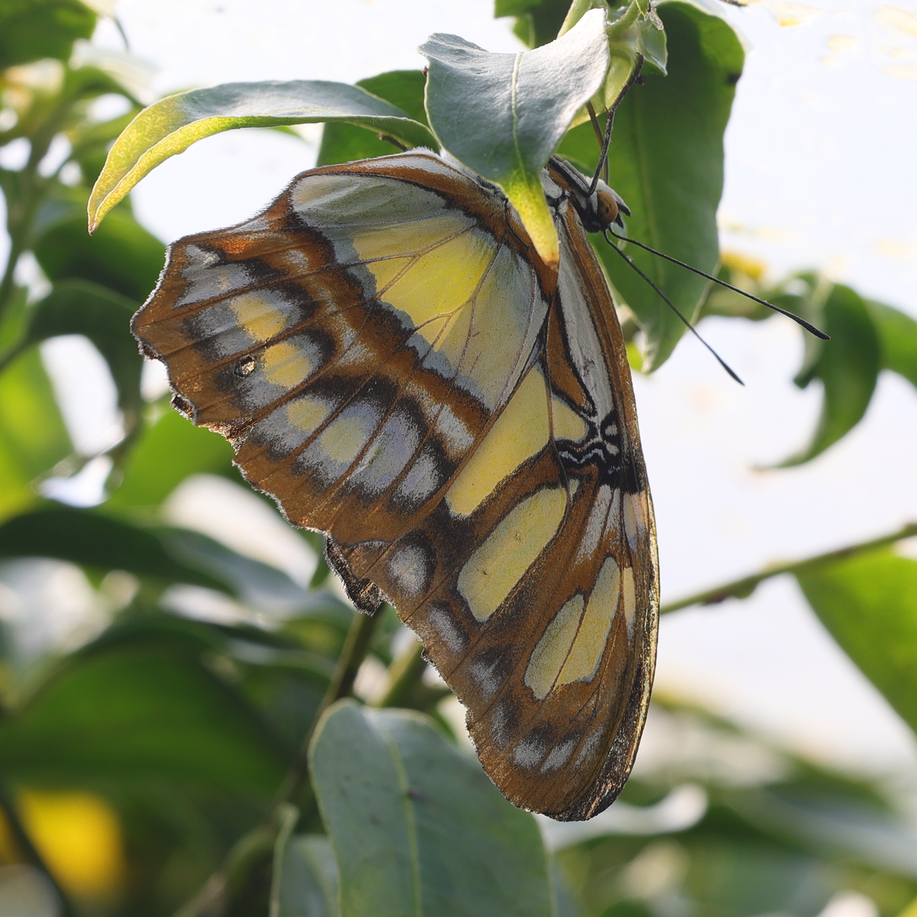 siproeta_steneles4md