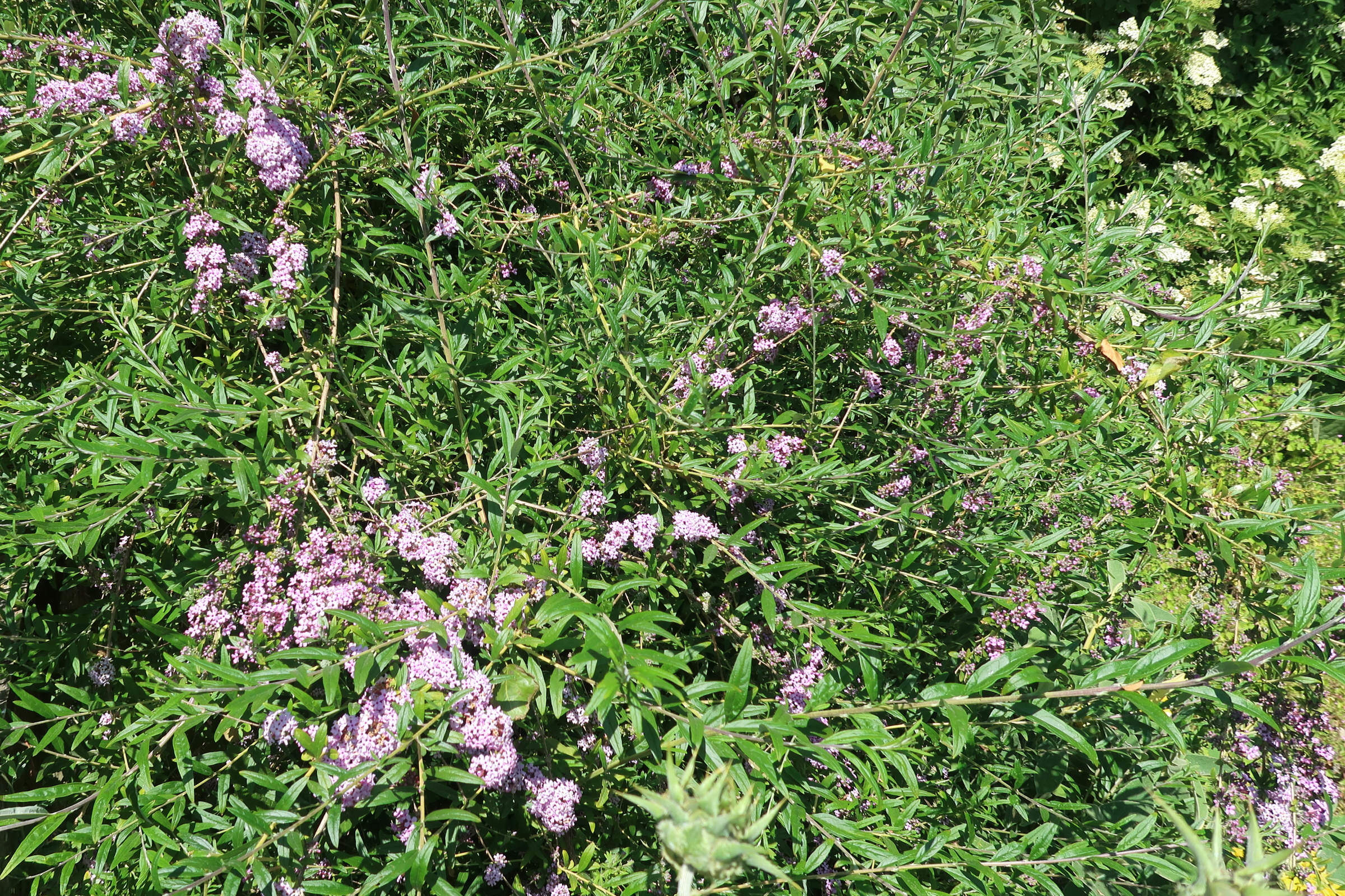 Afficher le média buddleja_alternifolia1md buddleja_alternifolia1md