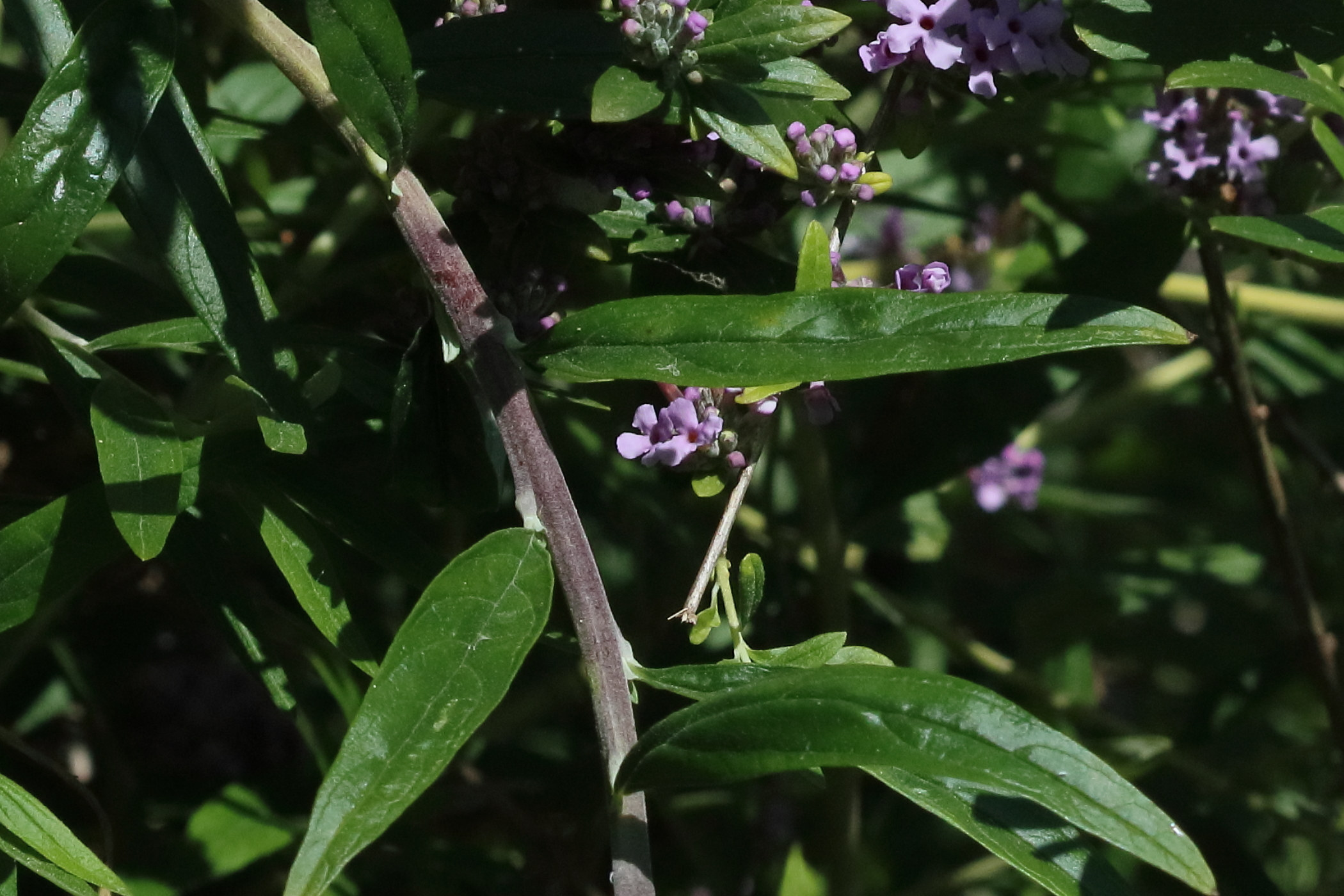 Afficher le média buddleja_alternifolia2bd buddleja_alternifolia2bd