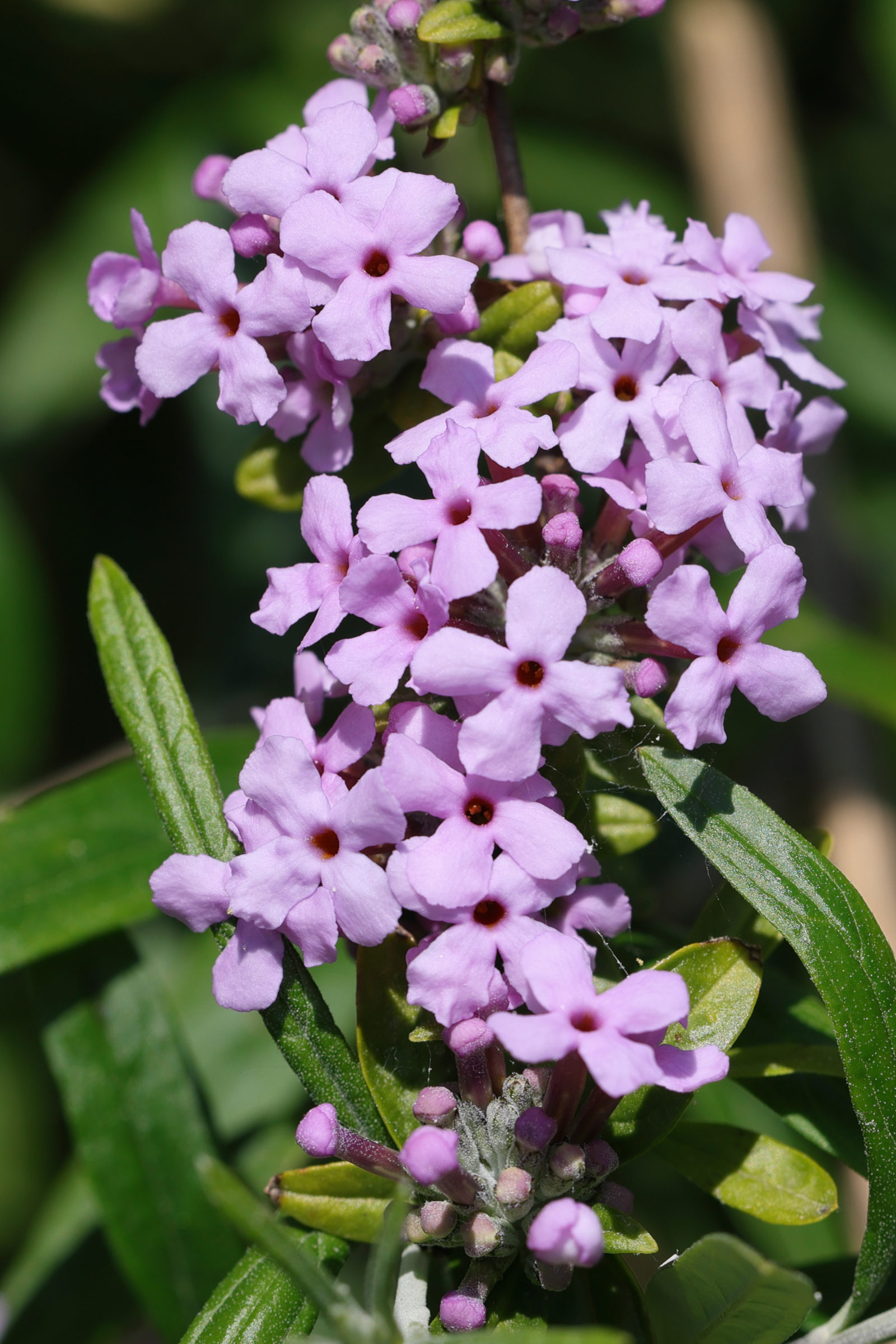 Afficher le média buddleja_alternifolia3md buddleja_alternifolia3md