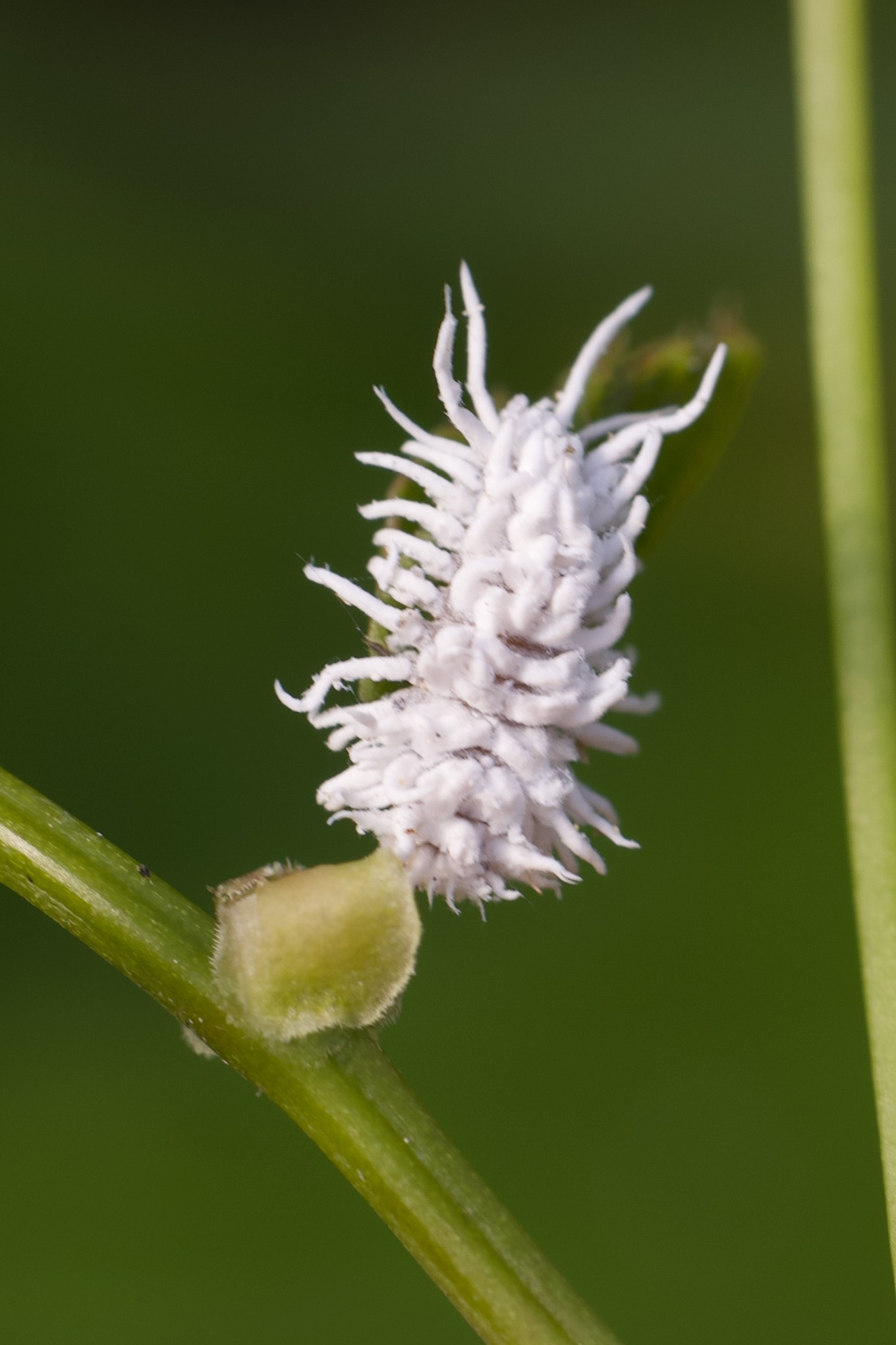 Afficher le média cryptolaemus_montrouzieri-larv1md cryptolaemus_montrouzieri-larv1md