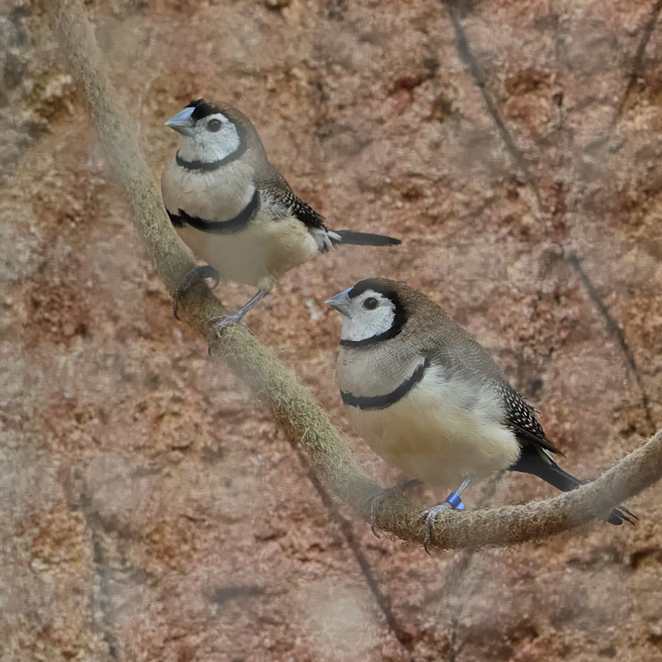 diamant_de_bicheno_-_stizoptera_bichenoii1md