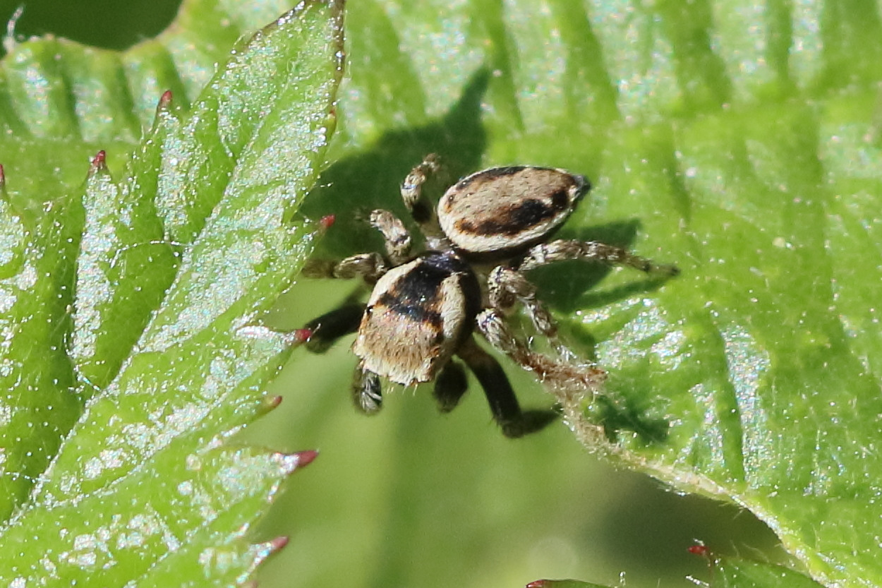 Afficher le média evarcha_falcata1bd evarcha_falcata1bd