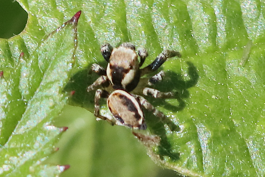 Afficher le média evarcha_falcata2bd evarcha_falcata2bd