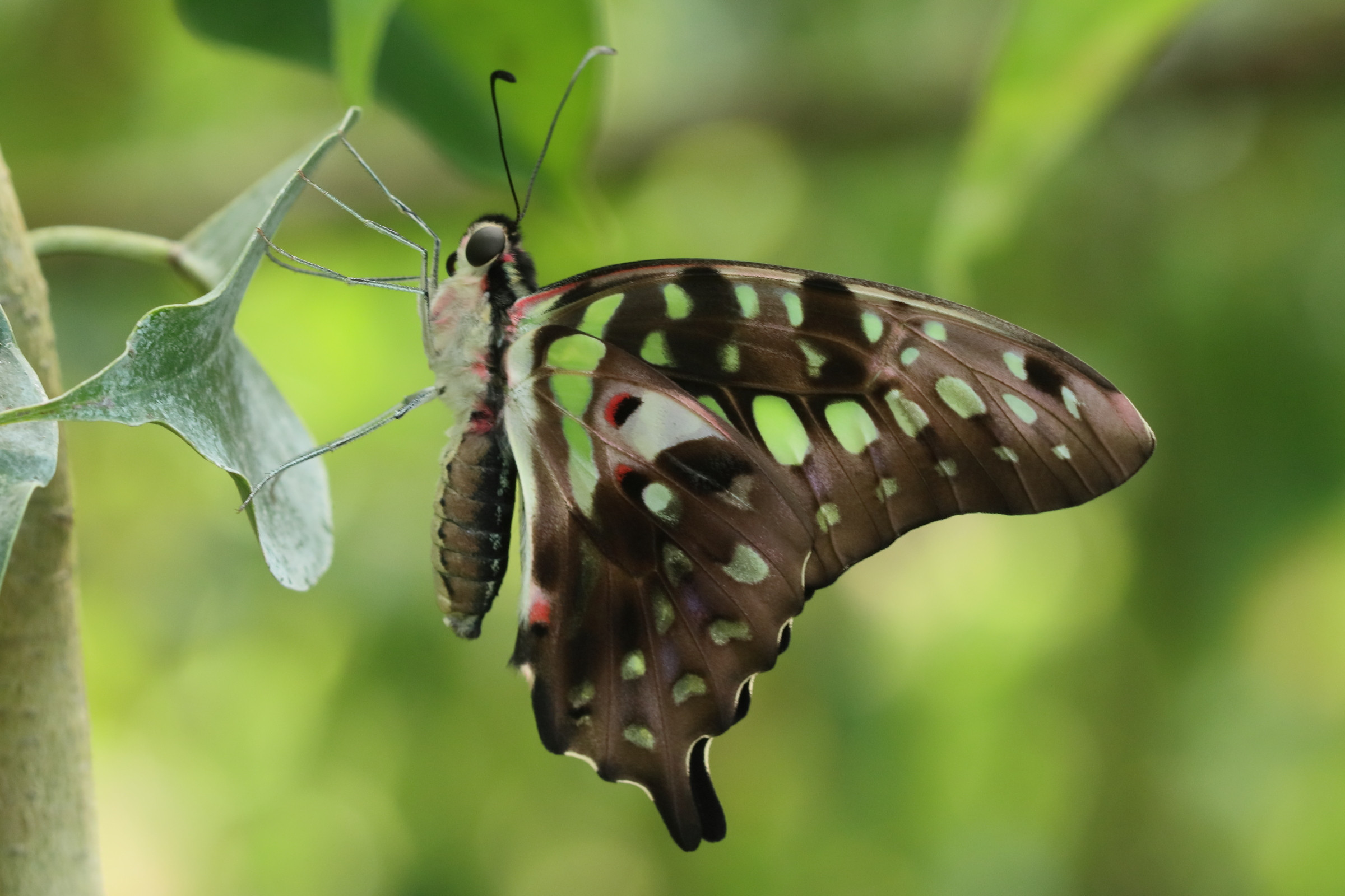 graphium_agamemnon2bd