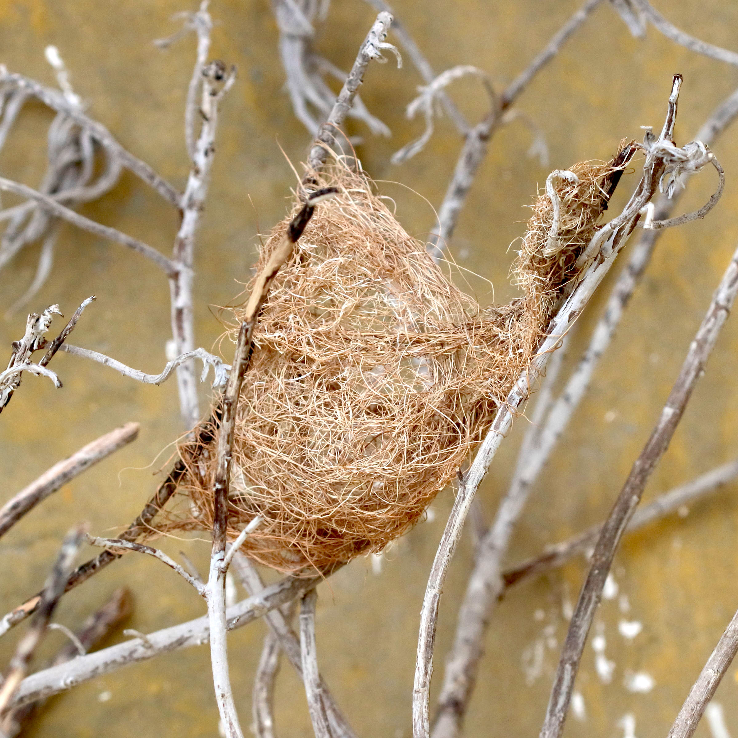 Afficher le média euplecte_vorabe_-_euplectes_afer-nid1bd euplecte_vorabe_-_euplectes_afer-nid1bd