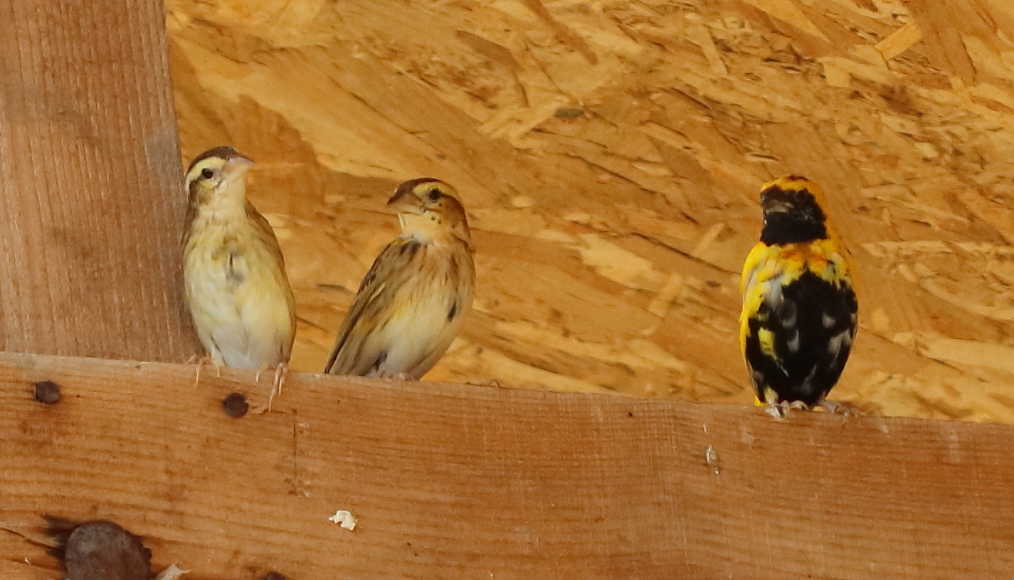 Afficher le média euplecte_vorabe_-_euplectes_afer1bd euplecte_vorabe_-_euplectes_afer1bd