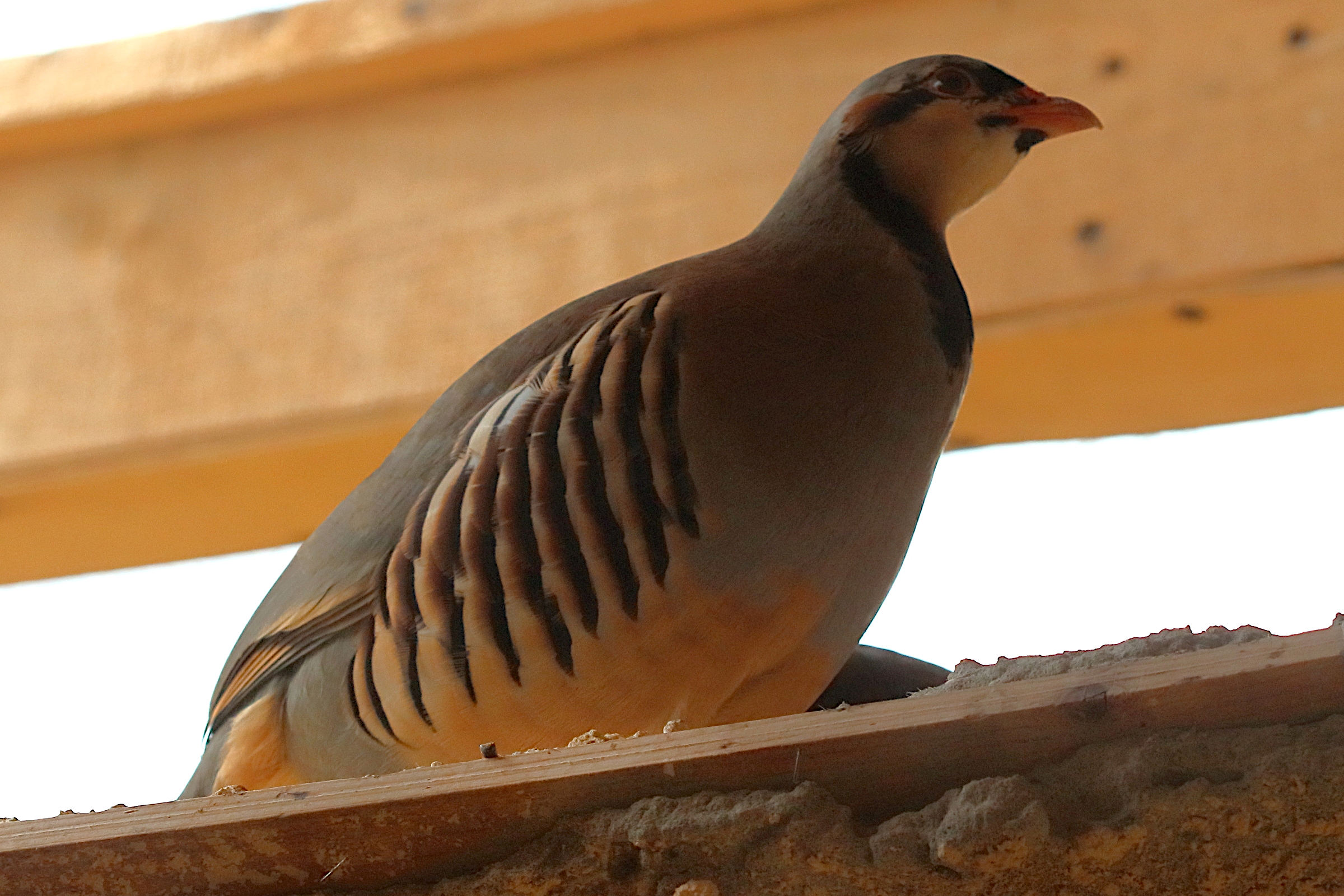 perdrix_choukar_-_alectoris_chukar1bd