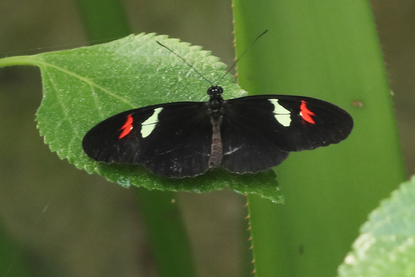 heliconius_erato1bd