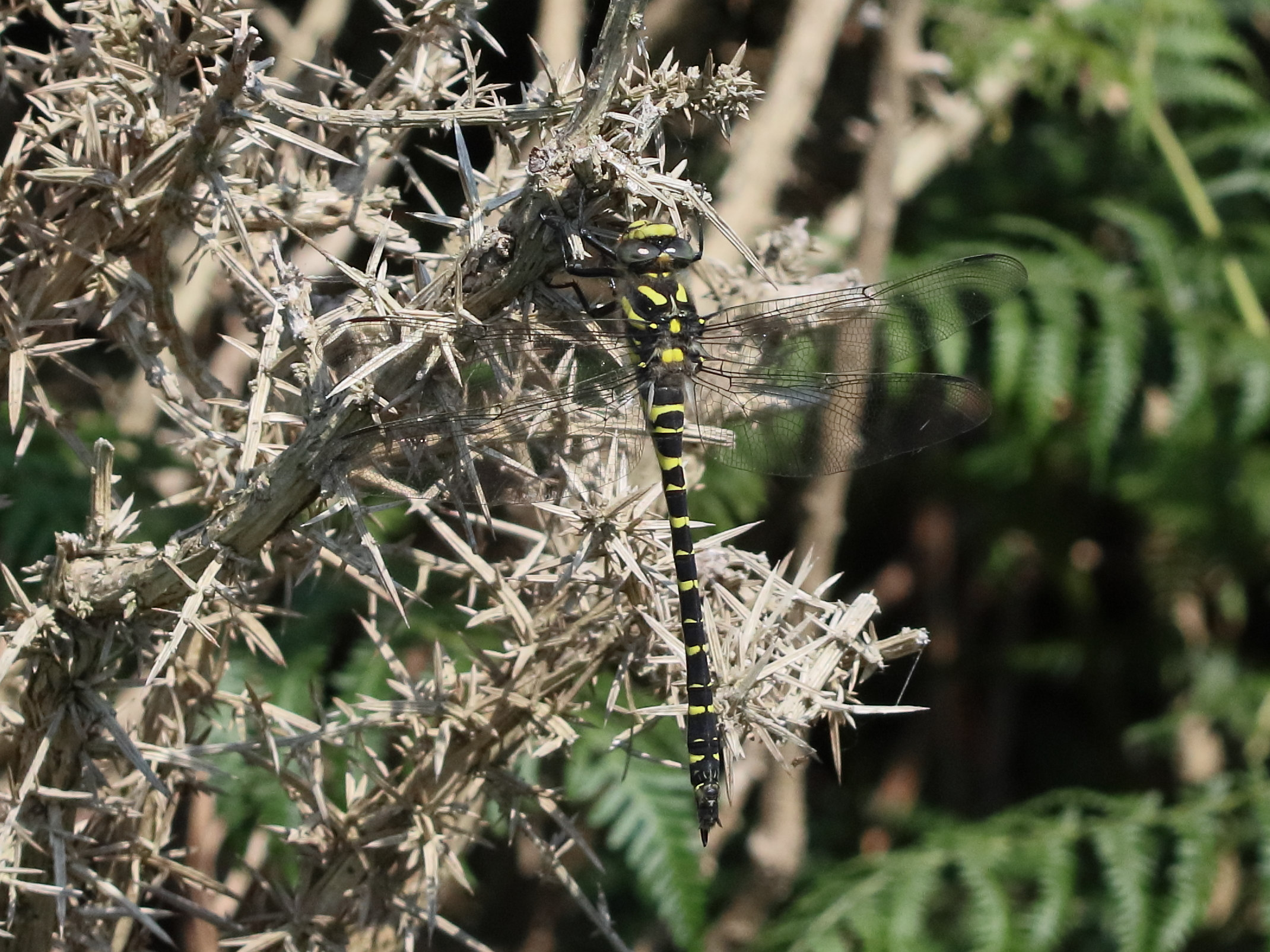 Afficher le média cordulegaster_boltonii1abd cordulegaster_boltonii1abd