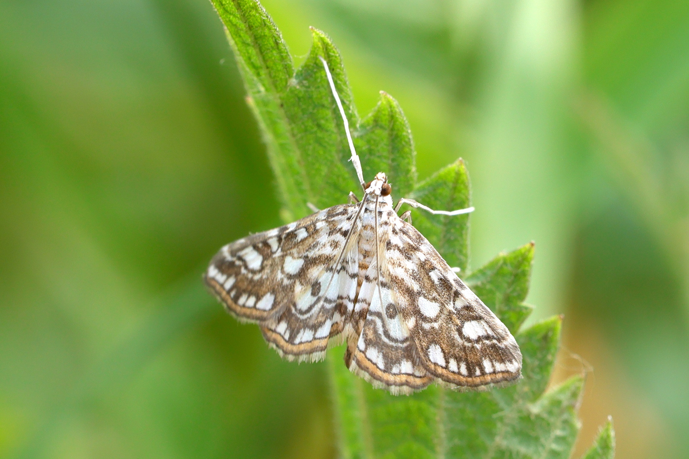 Afficher le média elophila_nymphaeata1md elophila_nymphaeata1md