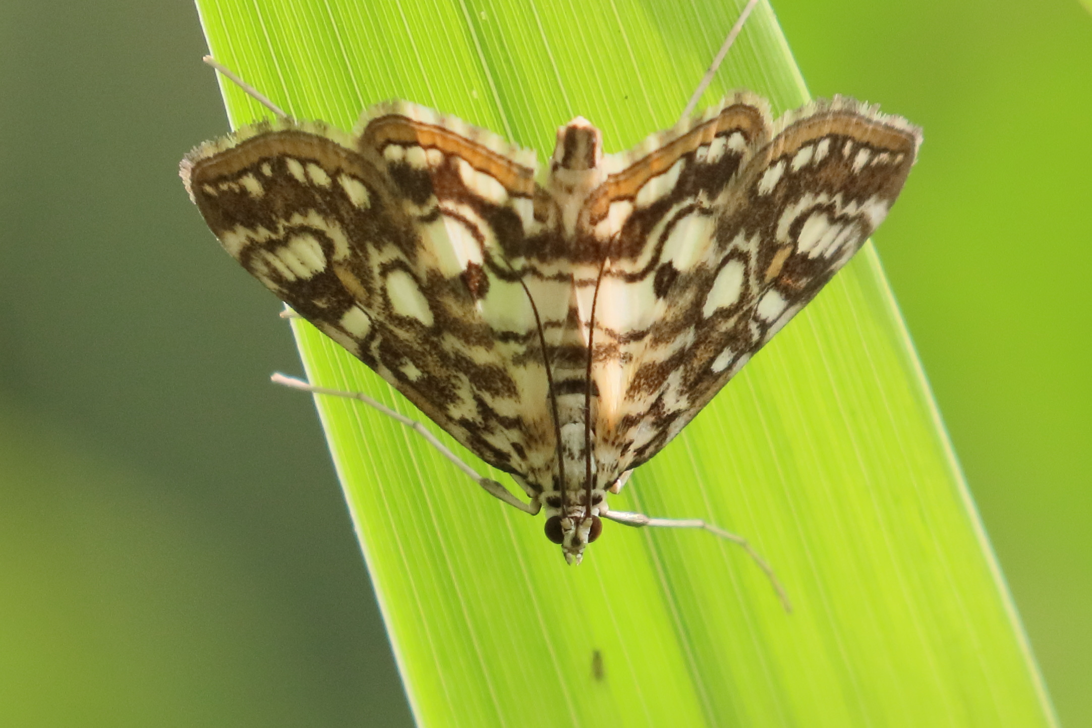 Afficher le média elophila_nymphaeata6bd elophila_nymphaeata6bd